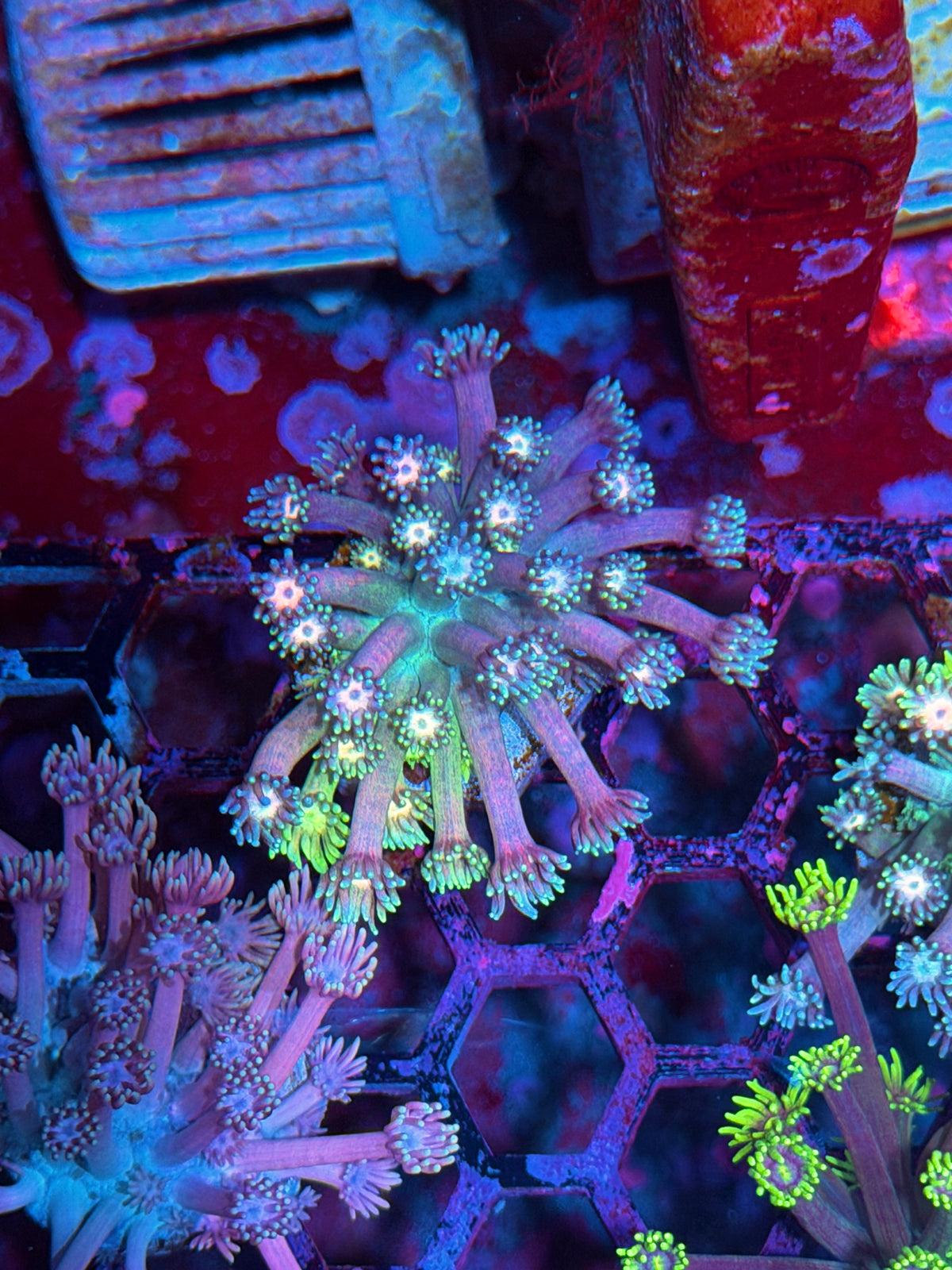 JEA Rainbow Sour Belts Goniopora Coral 10/25
