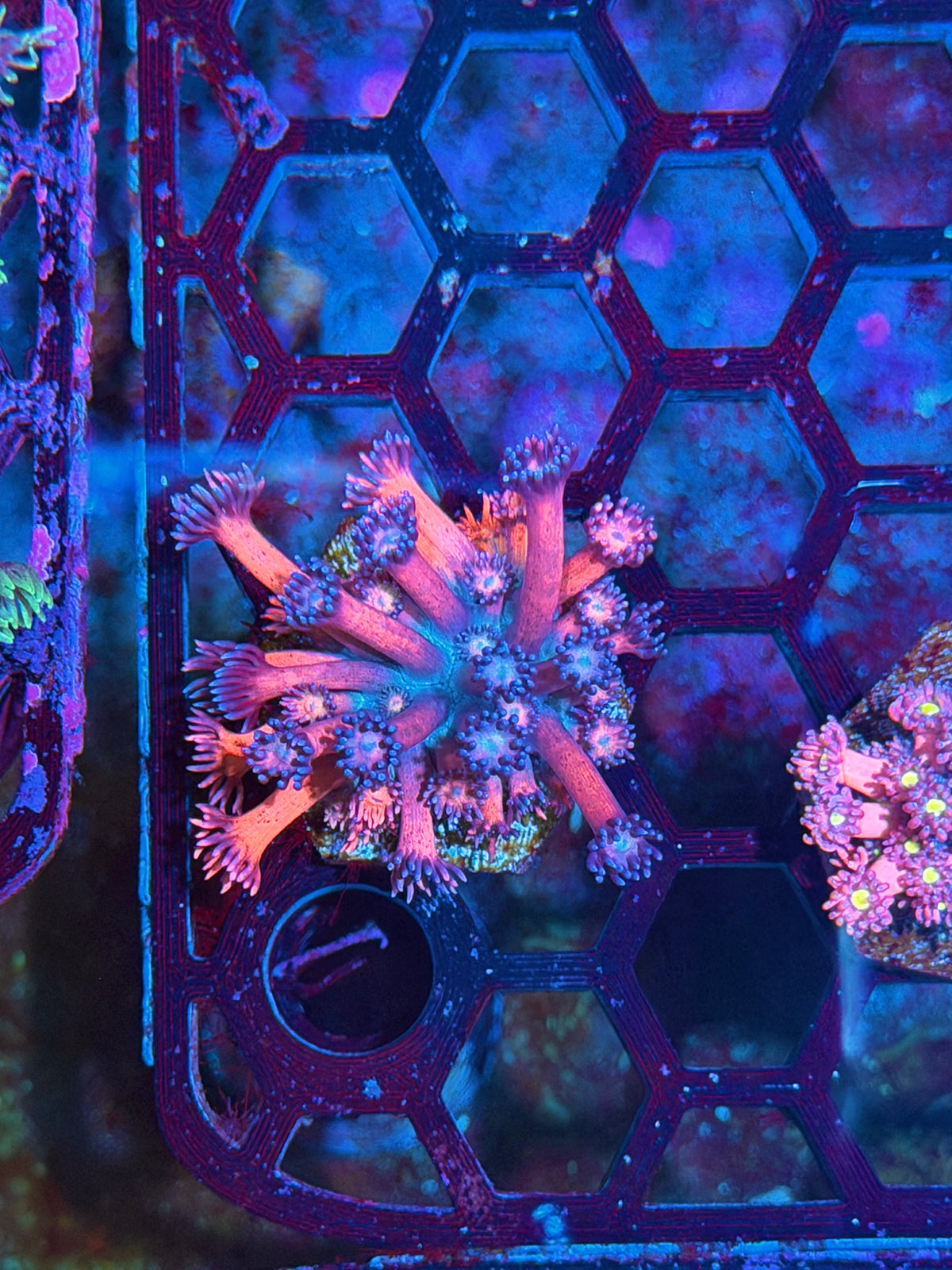 JEA Dynamite Goniopora Coral 10/24