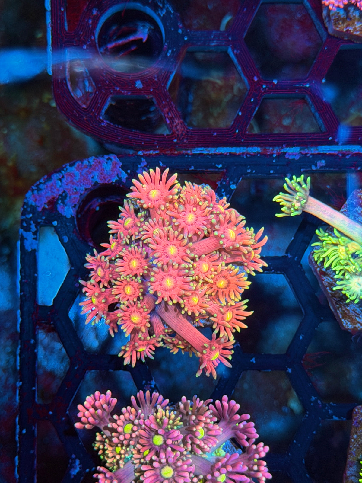 JEA Sakura Goniopora Coral 10/25