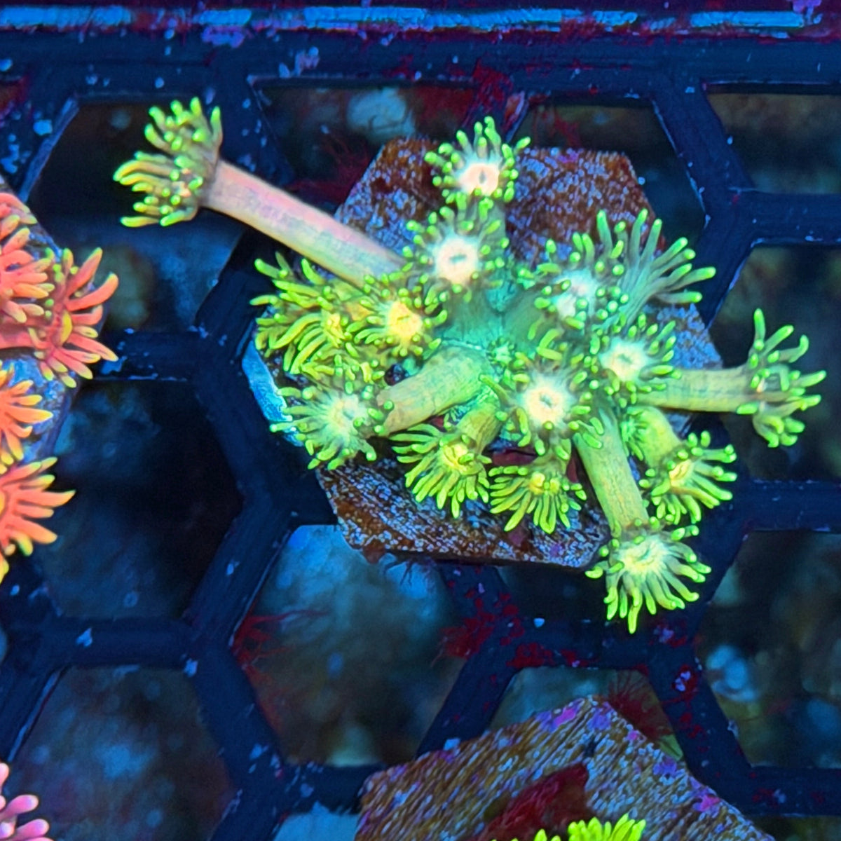 JEA Bumblebee Goniopora Coral 10/21