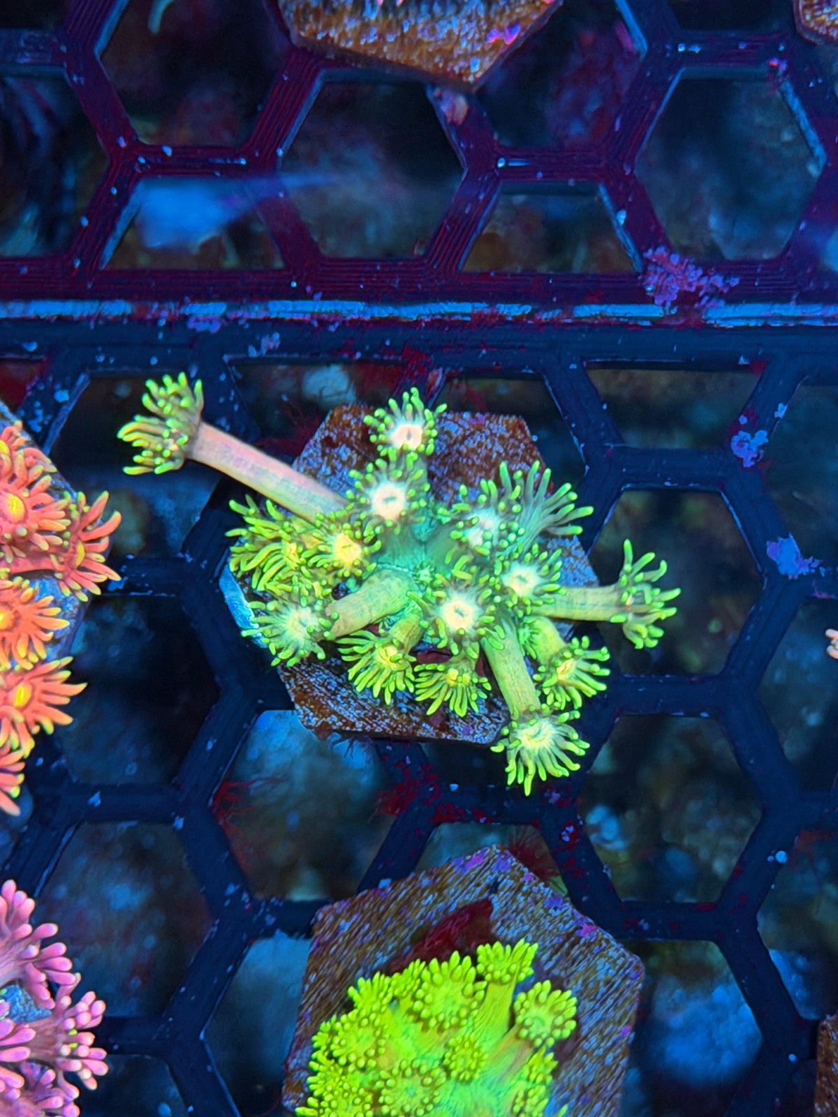 JEA Bumblebee Goniopora Coral 10/21
