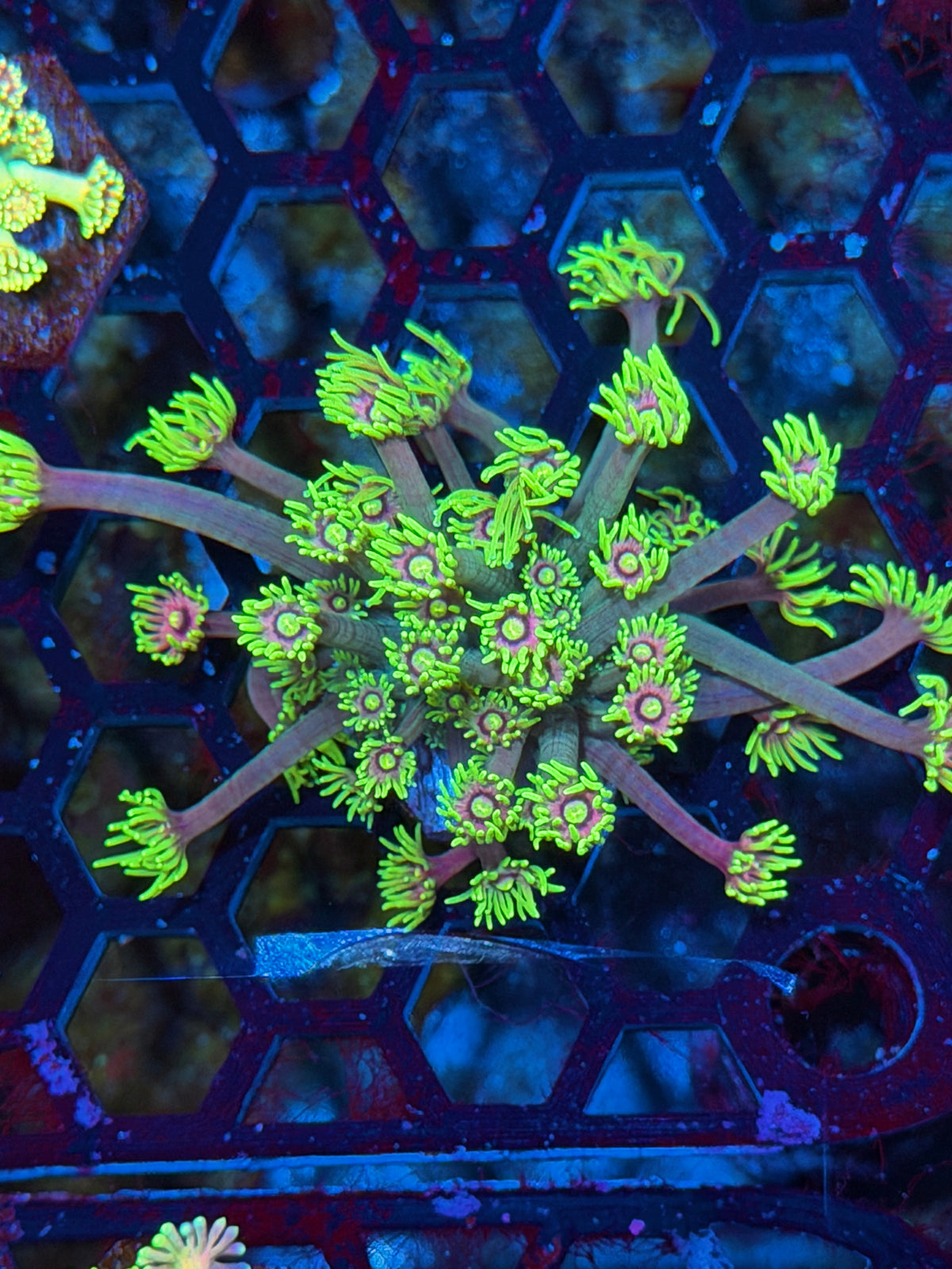 JEA Rocketeer Goniopora Coral XL 10/25
