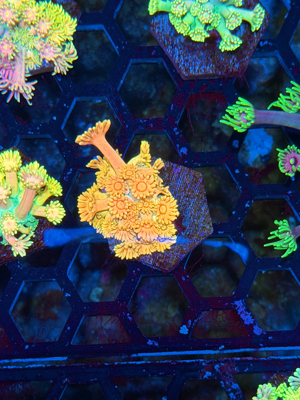 JEA Peach Cobbler Goniopora Coral 10/21