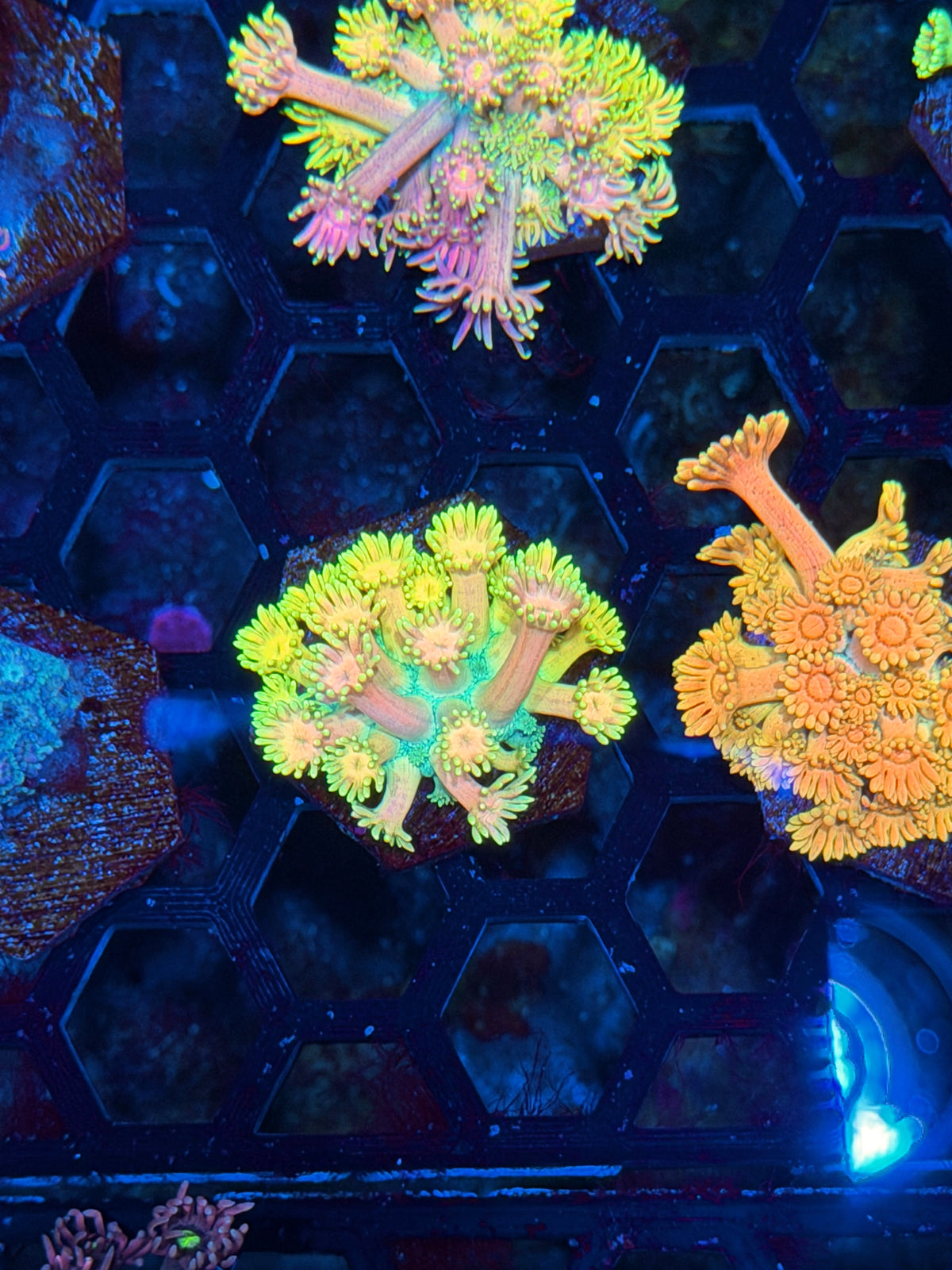 JEA Raygun Goniopora Coral 10/24