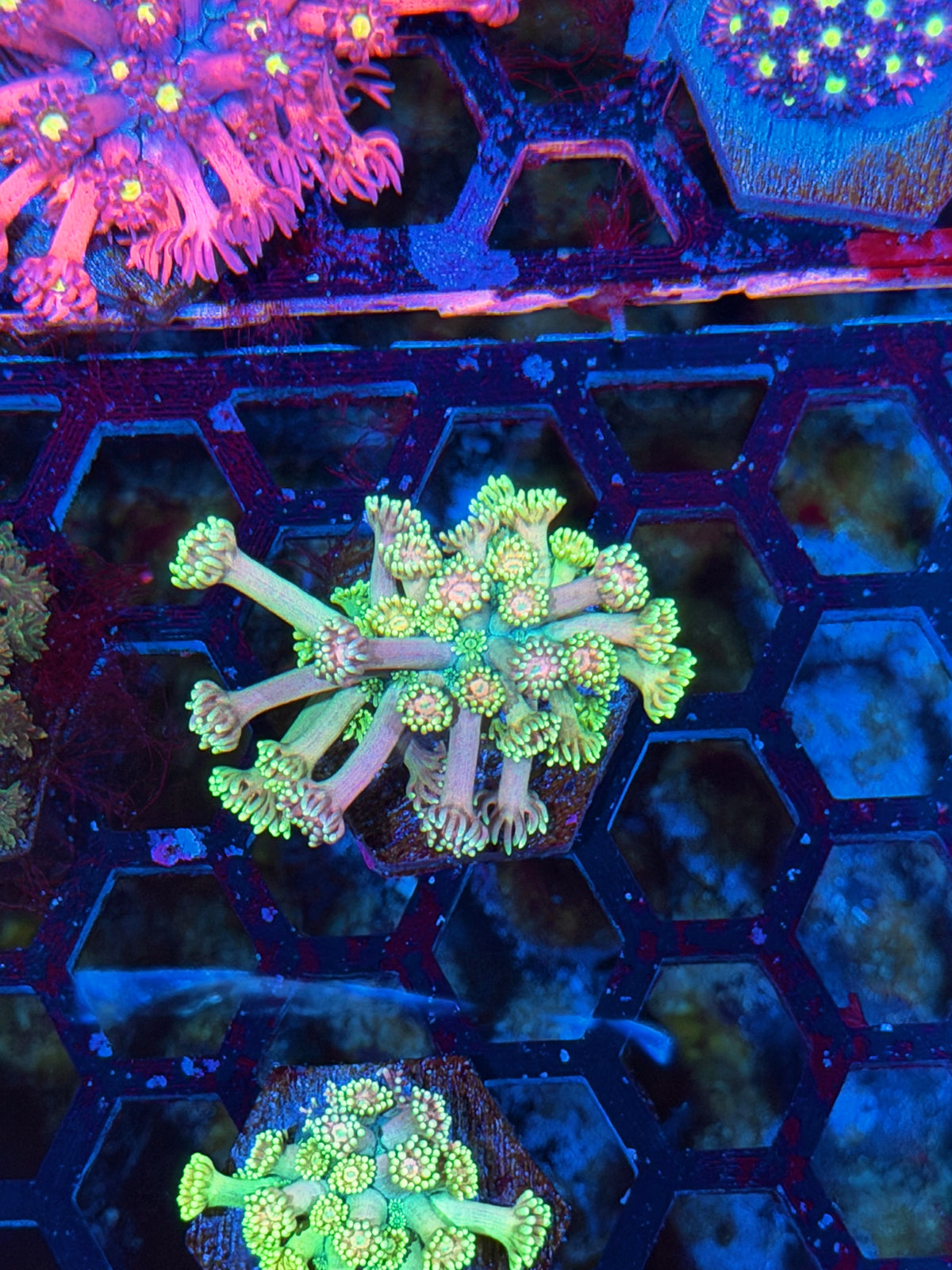 JEA Rainbow Bullseye Goniopora Coral 10/25