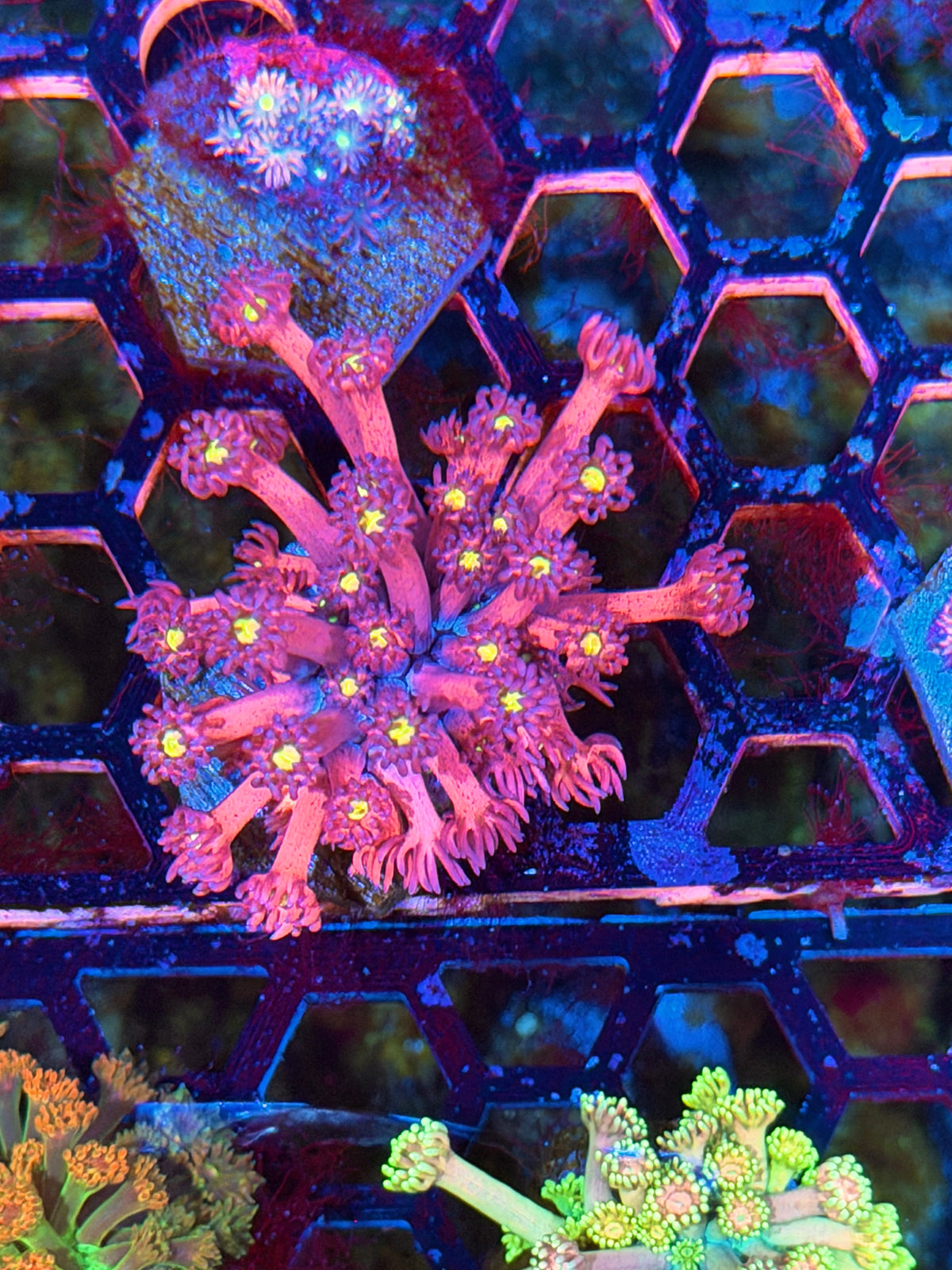 JEA Dragonfruit Goniopora Coral 10/25