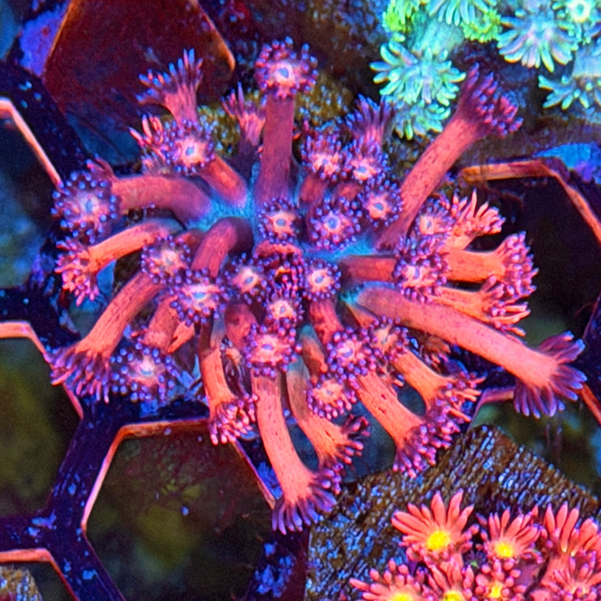 JEA Dynamite Goniopora Coral 10/21