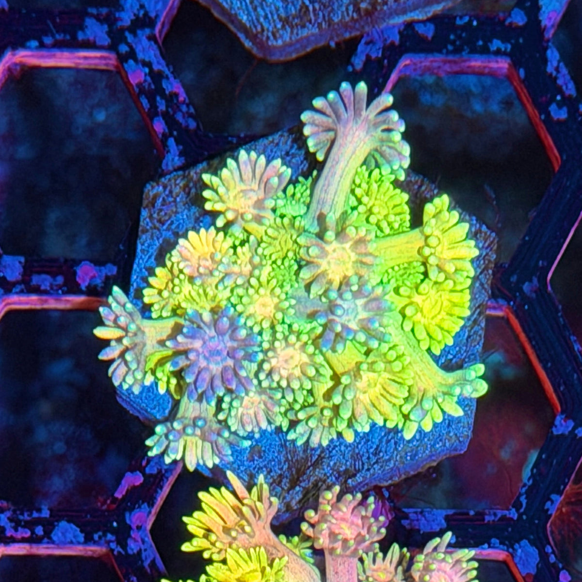 JEA Rainbow Sparkler Goniopora Coral 10/24