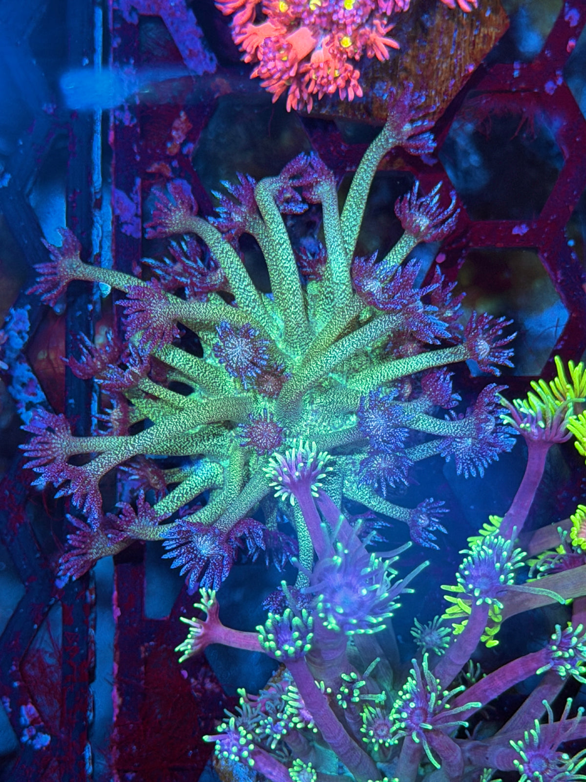 JEA Glitter Bomb Goniopora Coral XL 10/25