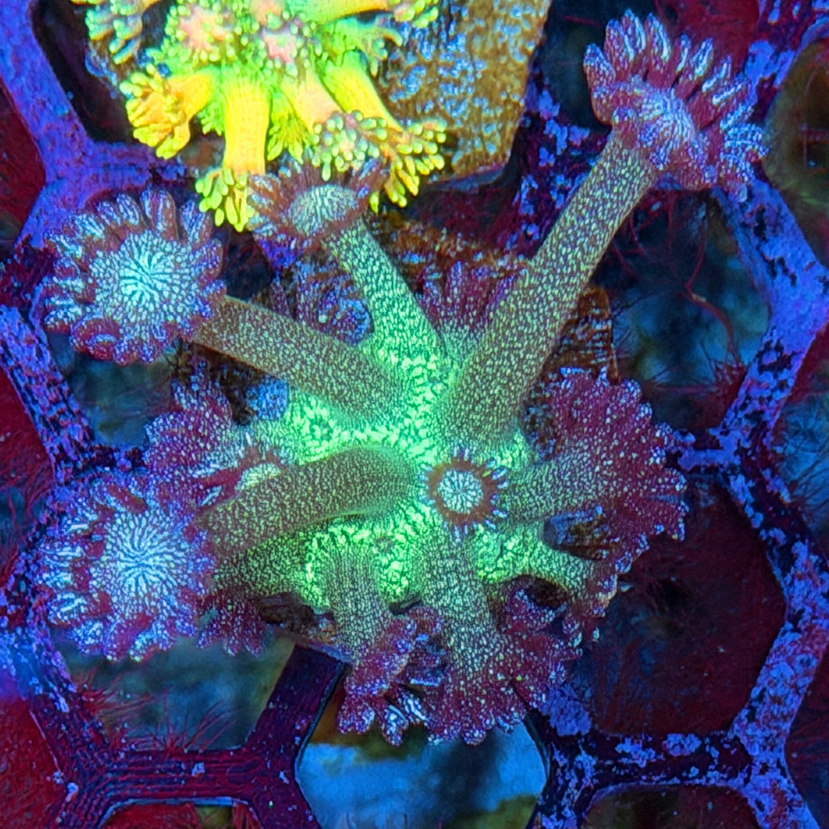 JEA Glitter Bomb Goniopora Coral 10/21