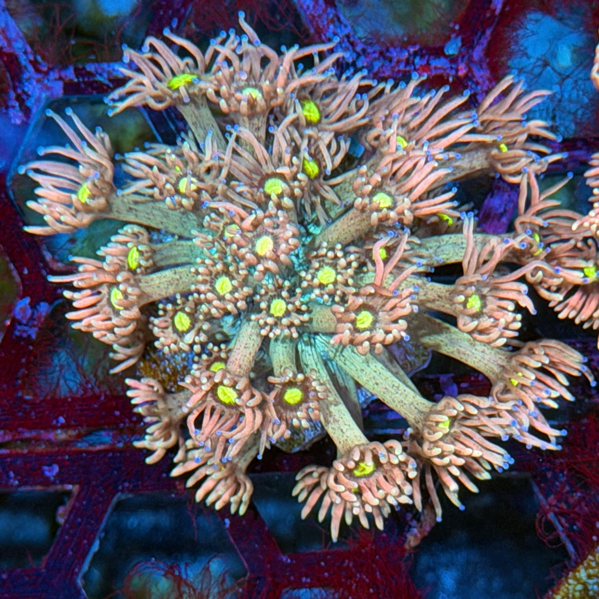 JEA Blizzard Blast Goniopora Coral 10/24