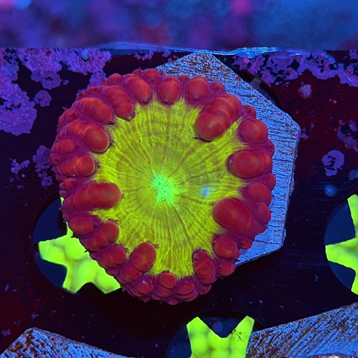 JEA King Xerxes Blastomussa  Coral 11/1