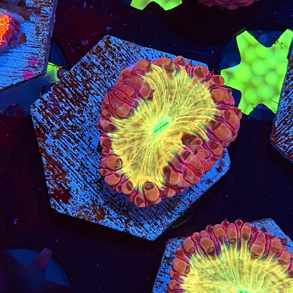 JEA God Mode Blastomussa Coral 11/1