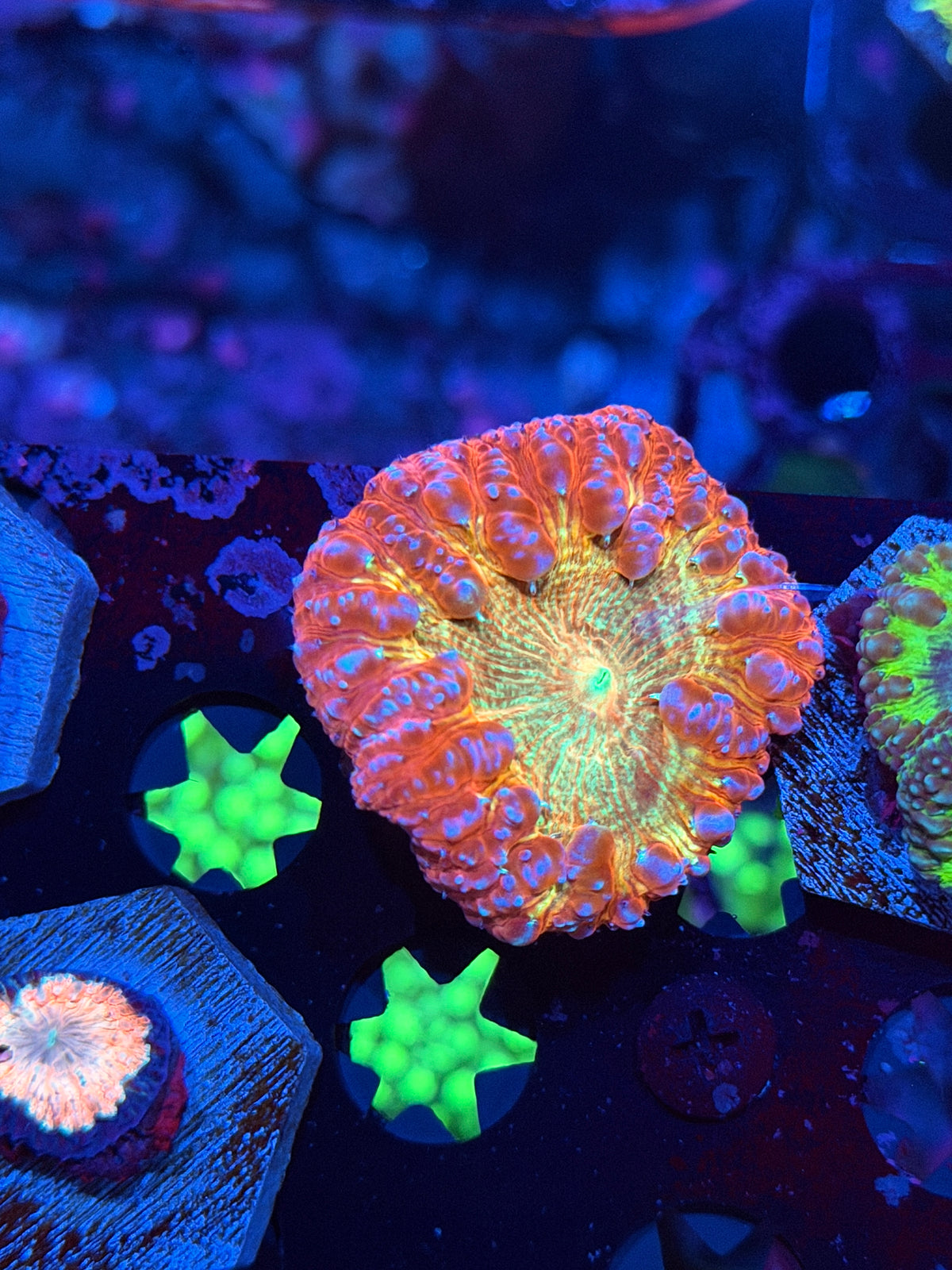 JEA Bushido Blastomussa Coral (Comes From Grafted Colony) 11/2