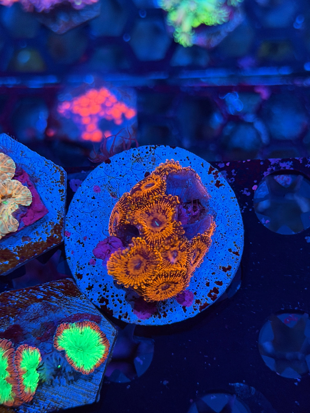 JEA Darth Maul Zoanthid Coral 10 Polyps 11/1