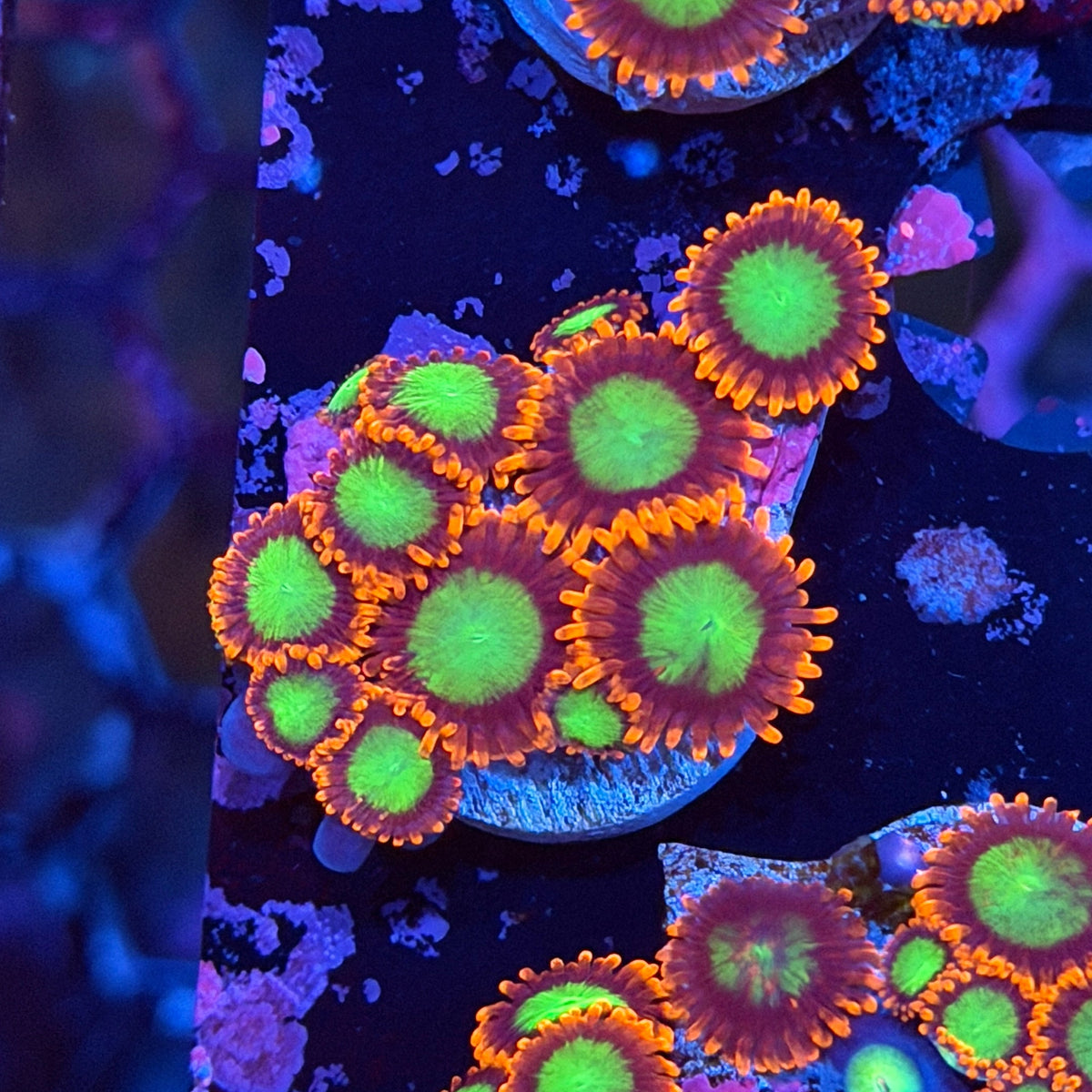 JEA Goblins Zoanthid Coral 12 Polyps 11/2