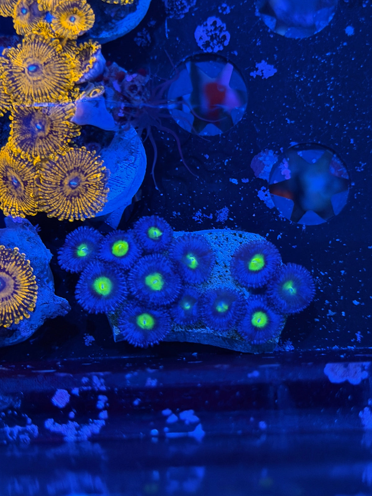 JEA AOI Zoanthid Coral 12 Polyps 11/1