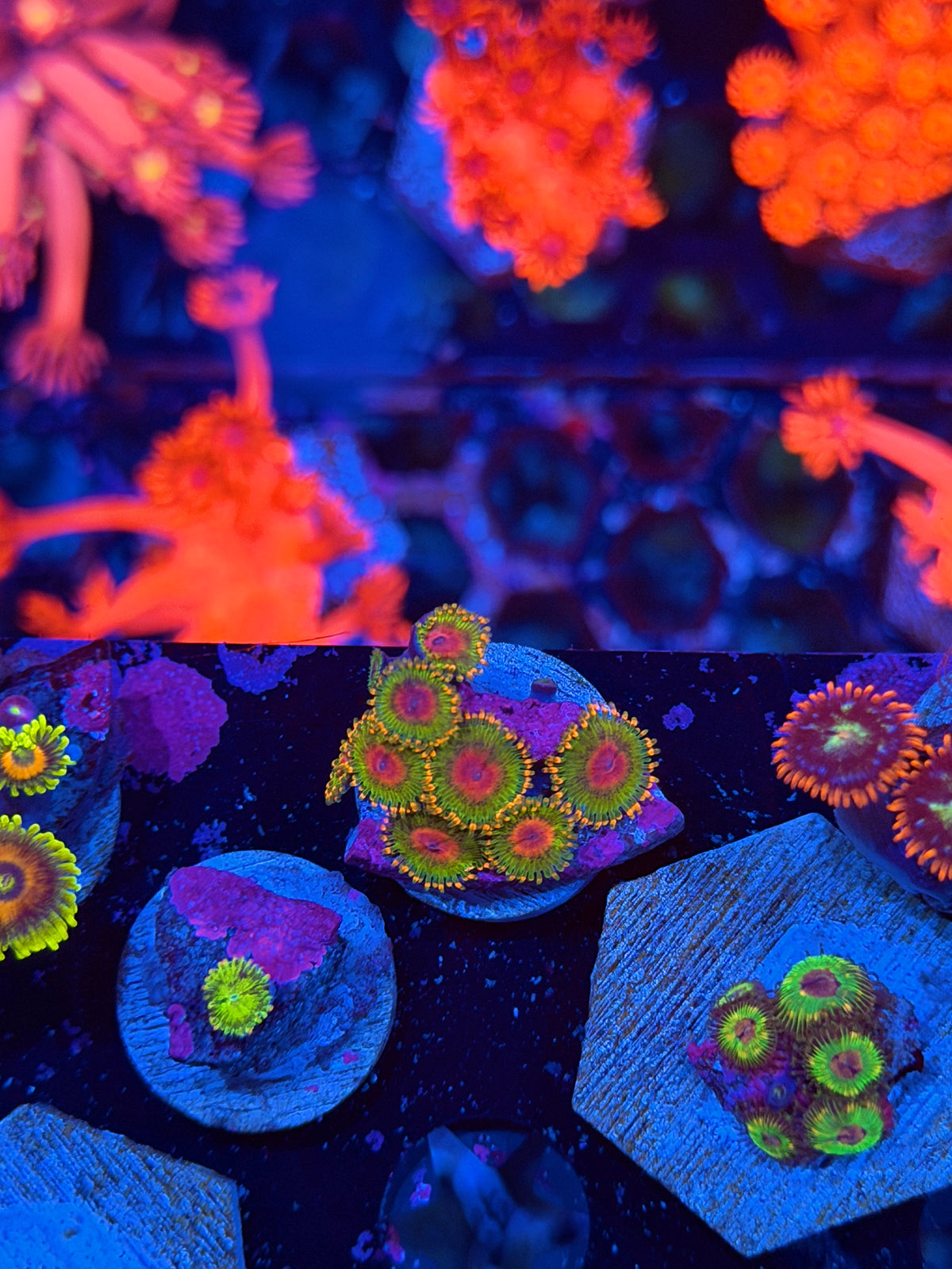 JEA Awesome Blossom Zoanthid Coral 8 Polyps 11/1