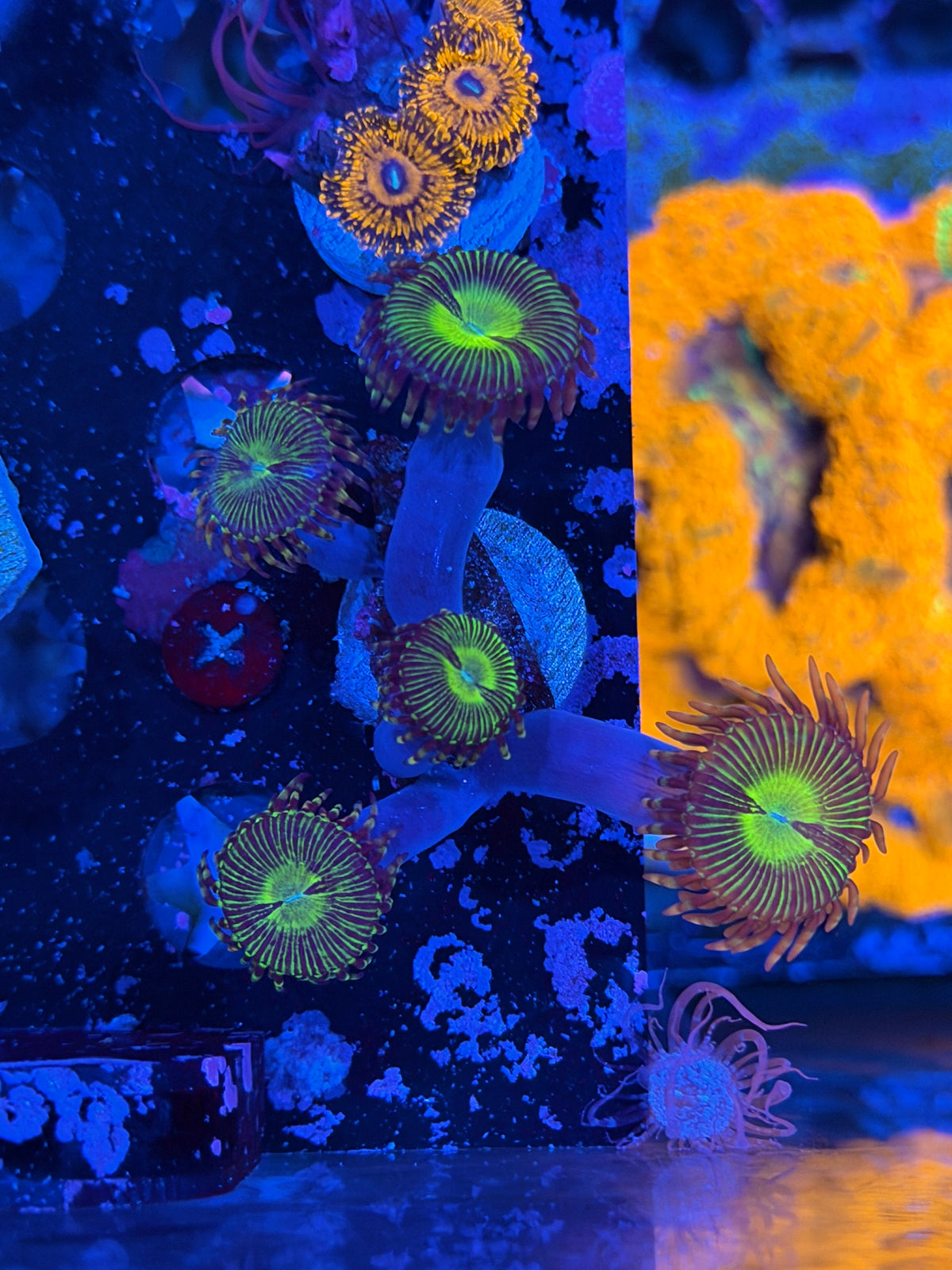 JEA Buttkisser Zoanthid Coral 5 Polyps XL 11/1