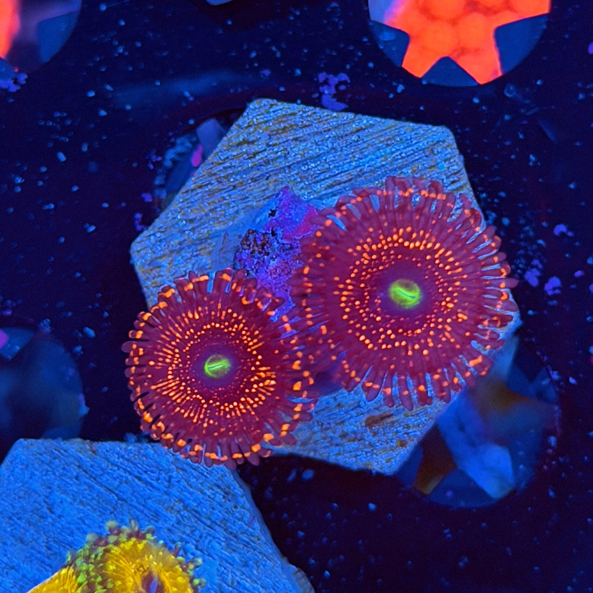 JEA Illuminati Zoanthid Coral 2 Polyps 11/1