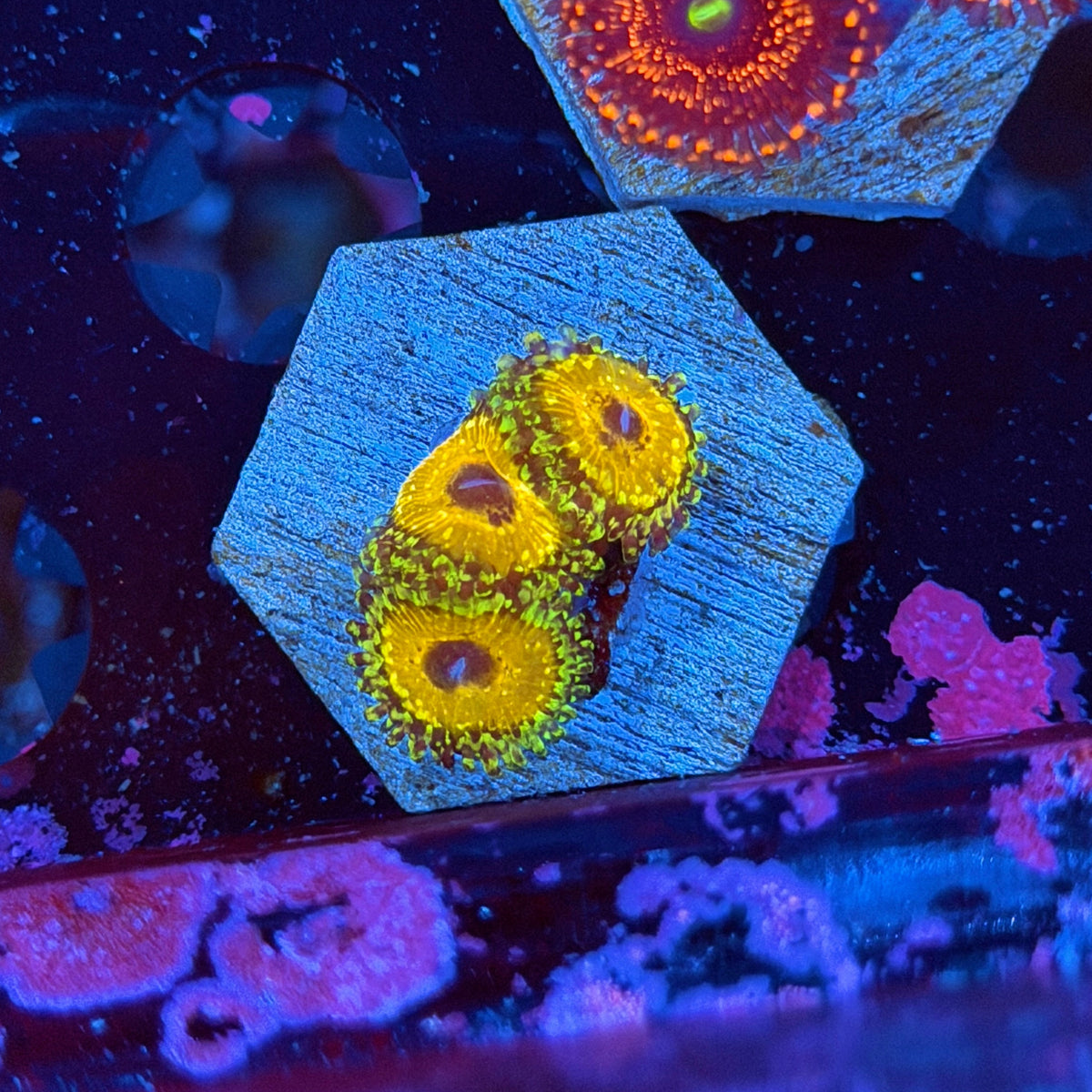 JEA Godbeast Zoanthid Coral 3 Polyps 11/2