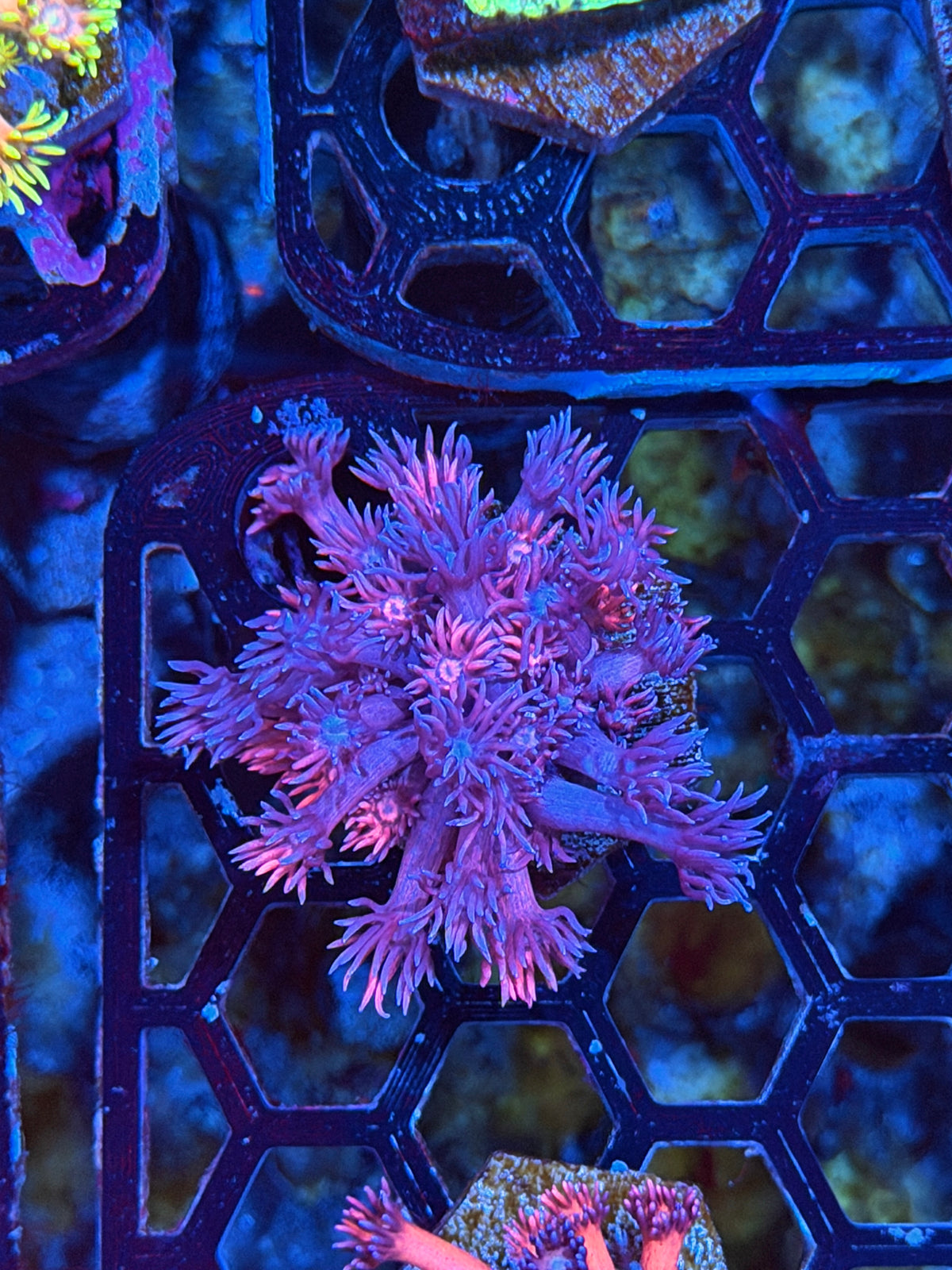 JEA Firecracker Goniopora Coral 11/2