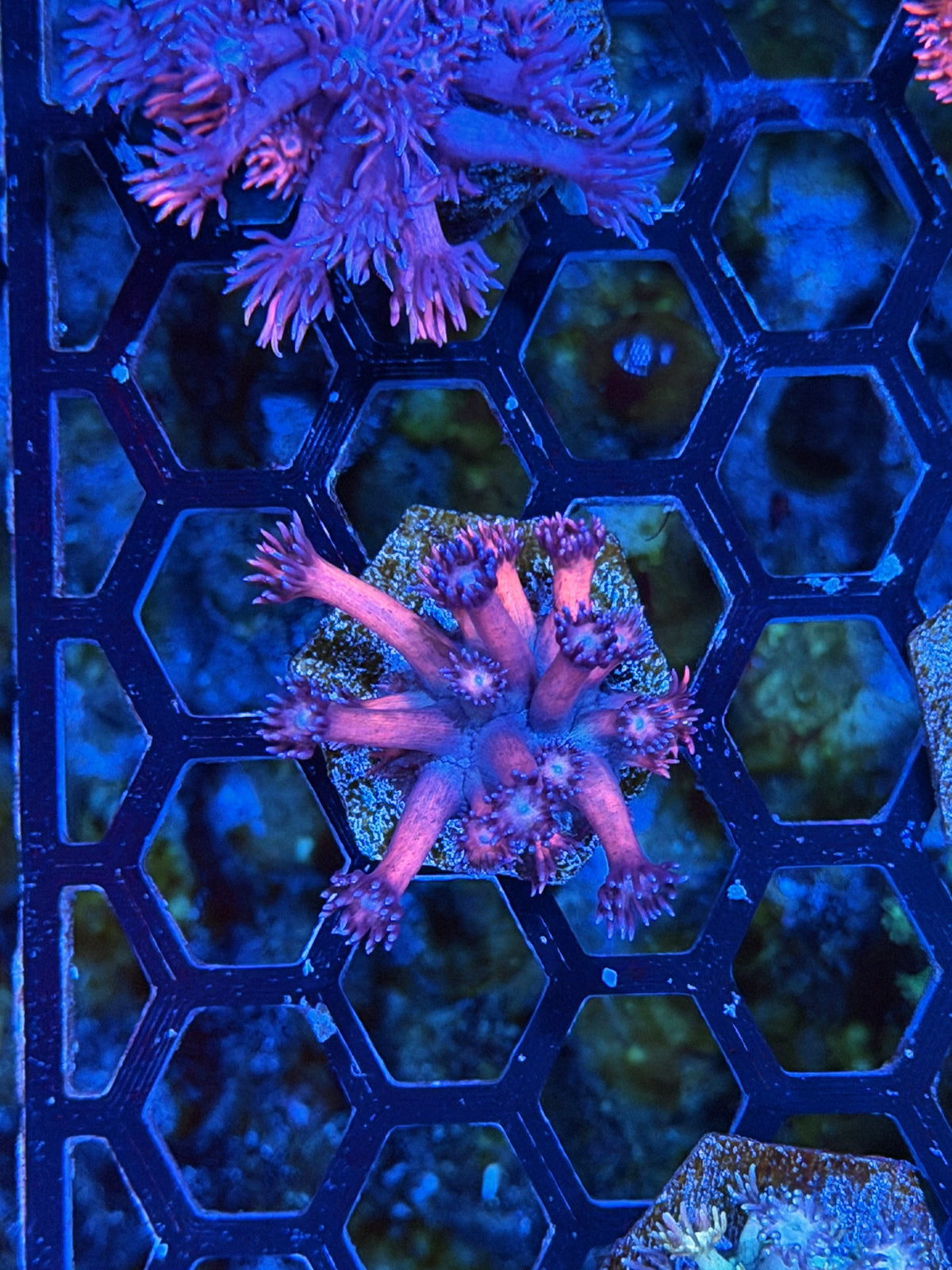 JEA Dynamite Goniopora Coral 11/1