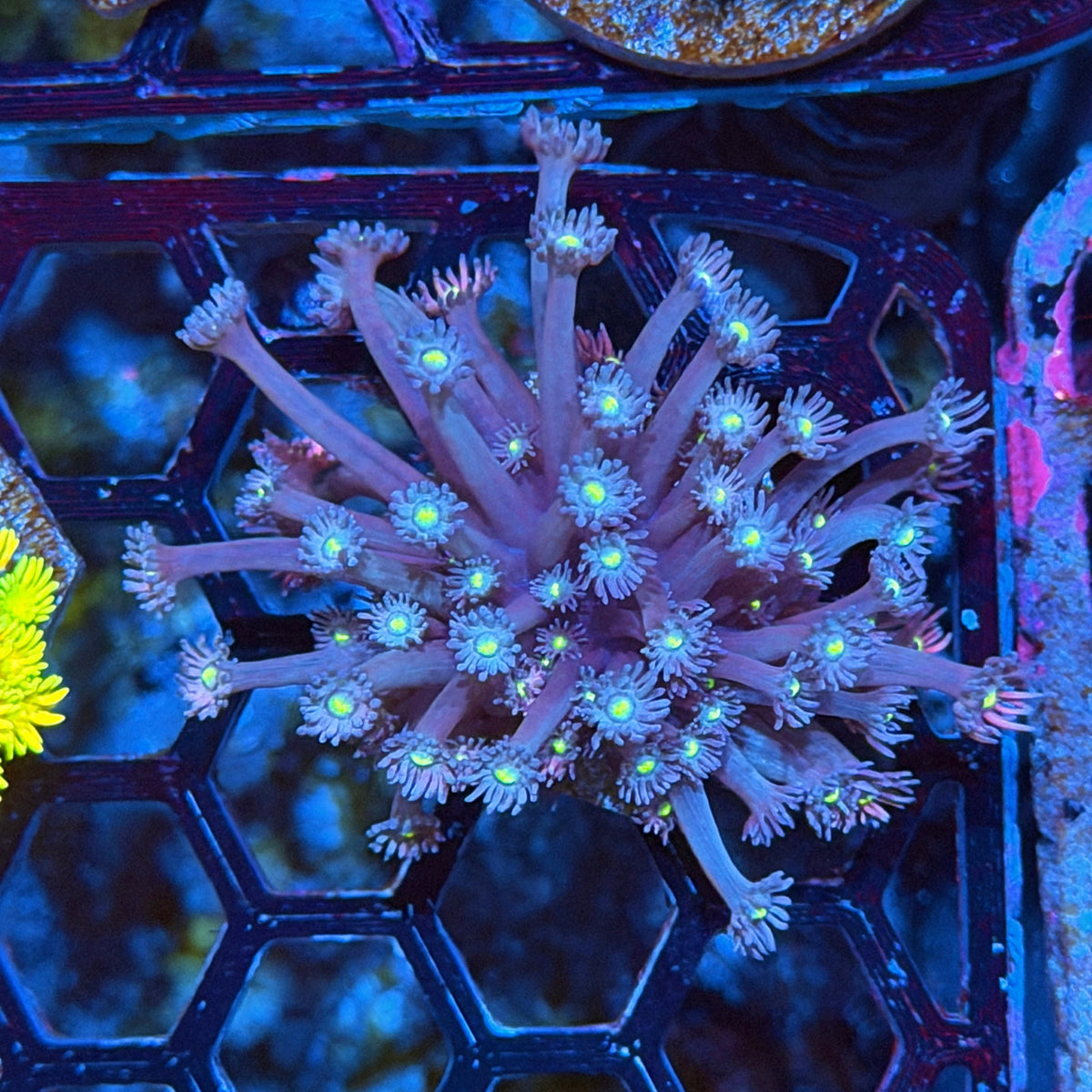 JEA Nightcrawler Goniopora Coral 11/1