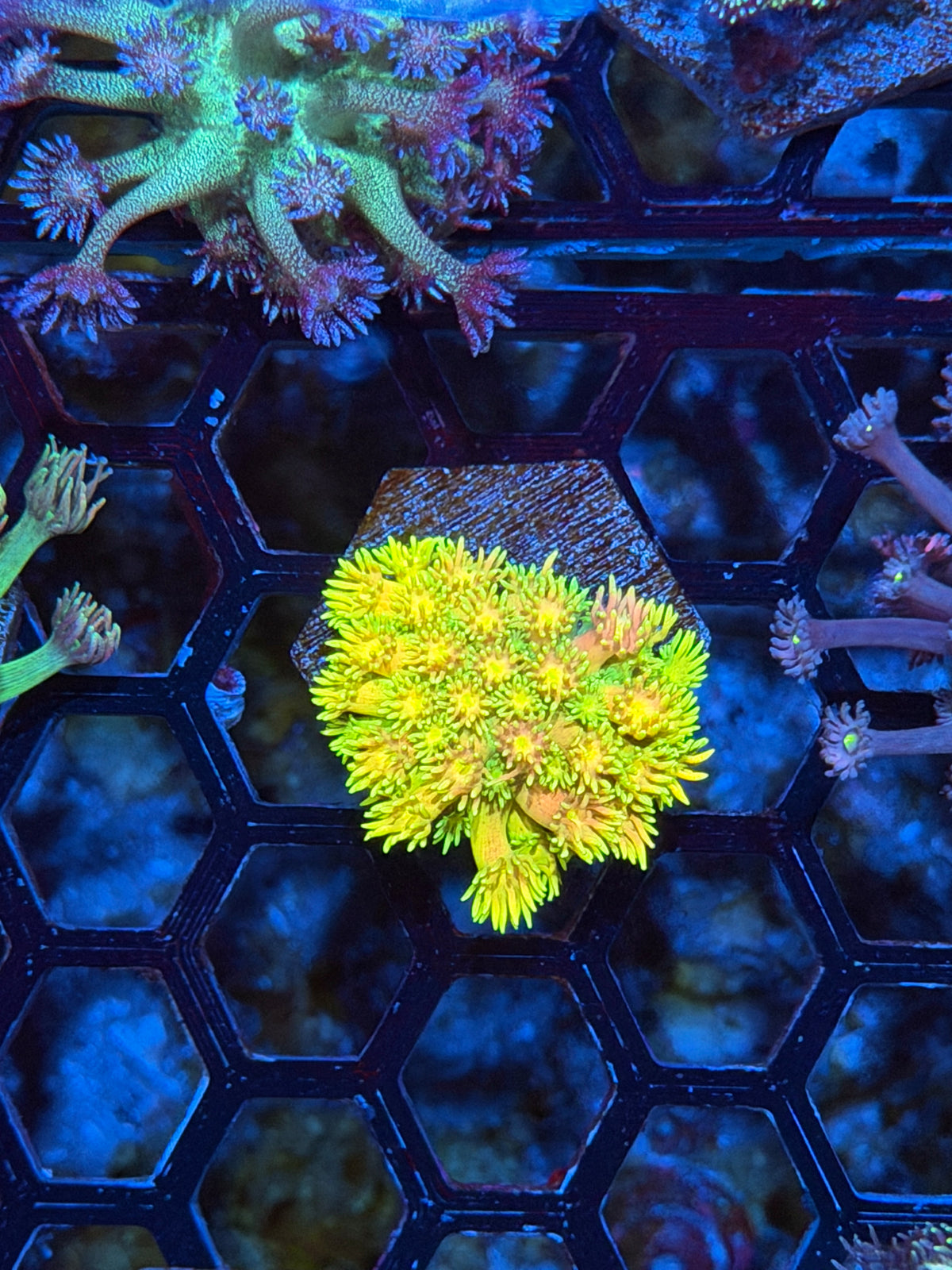 JEA Banana Peel Goniopora Coral 11/2