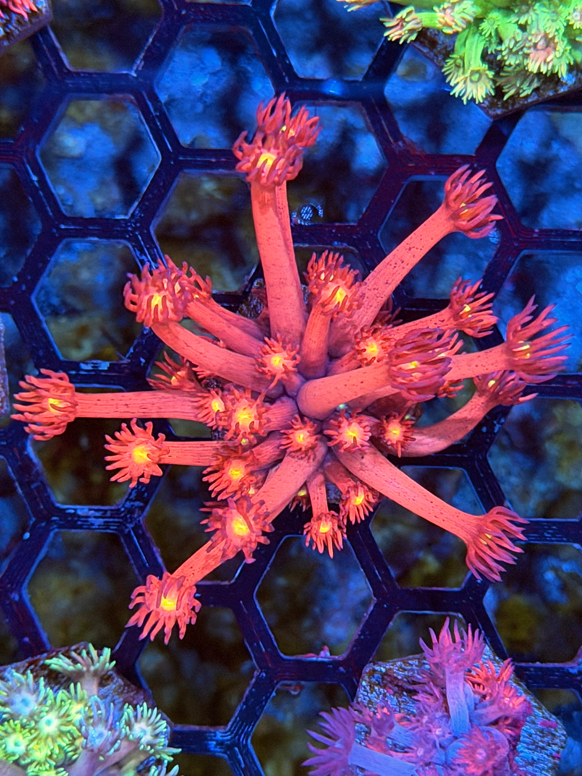JEA Big Bang Goniopora Coral 11/2