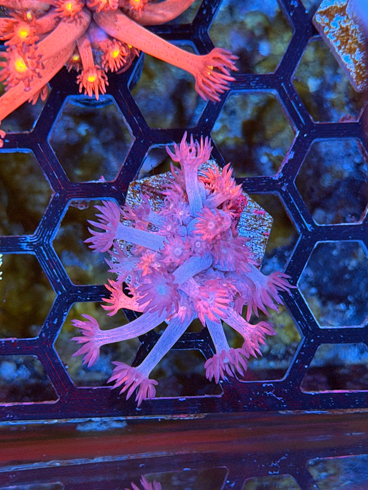 JEA Bloodsucker Goniopora Coral 11/1