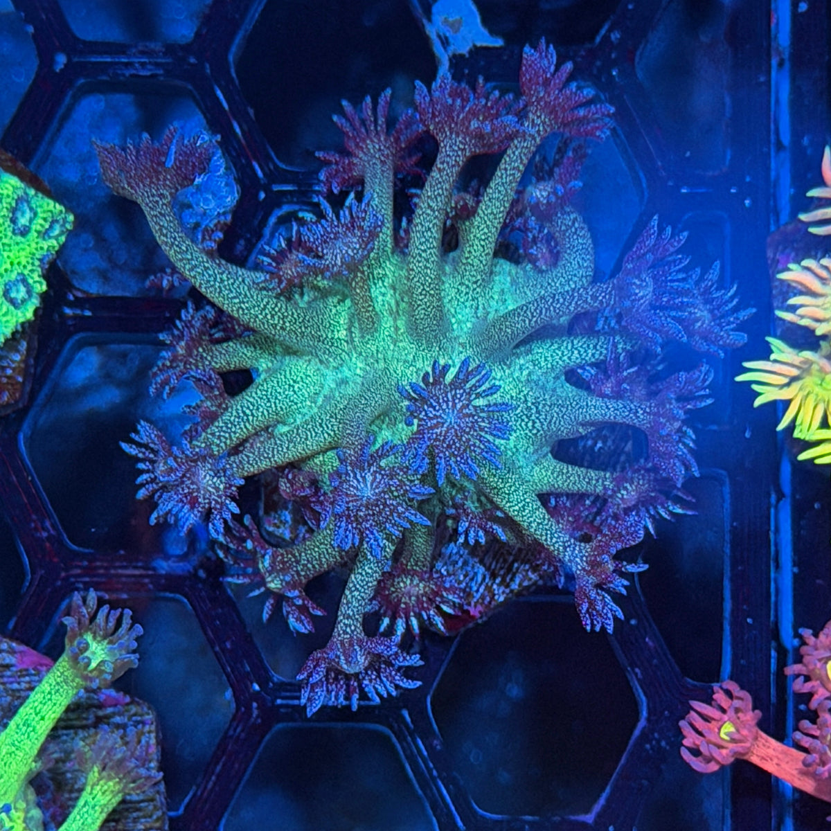 JEA Glitter Bomb Goniopora Coral 11/2
