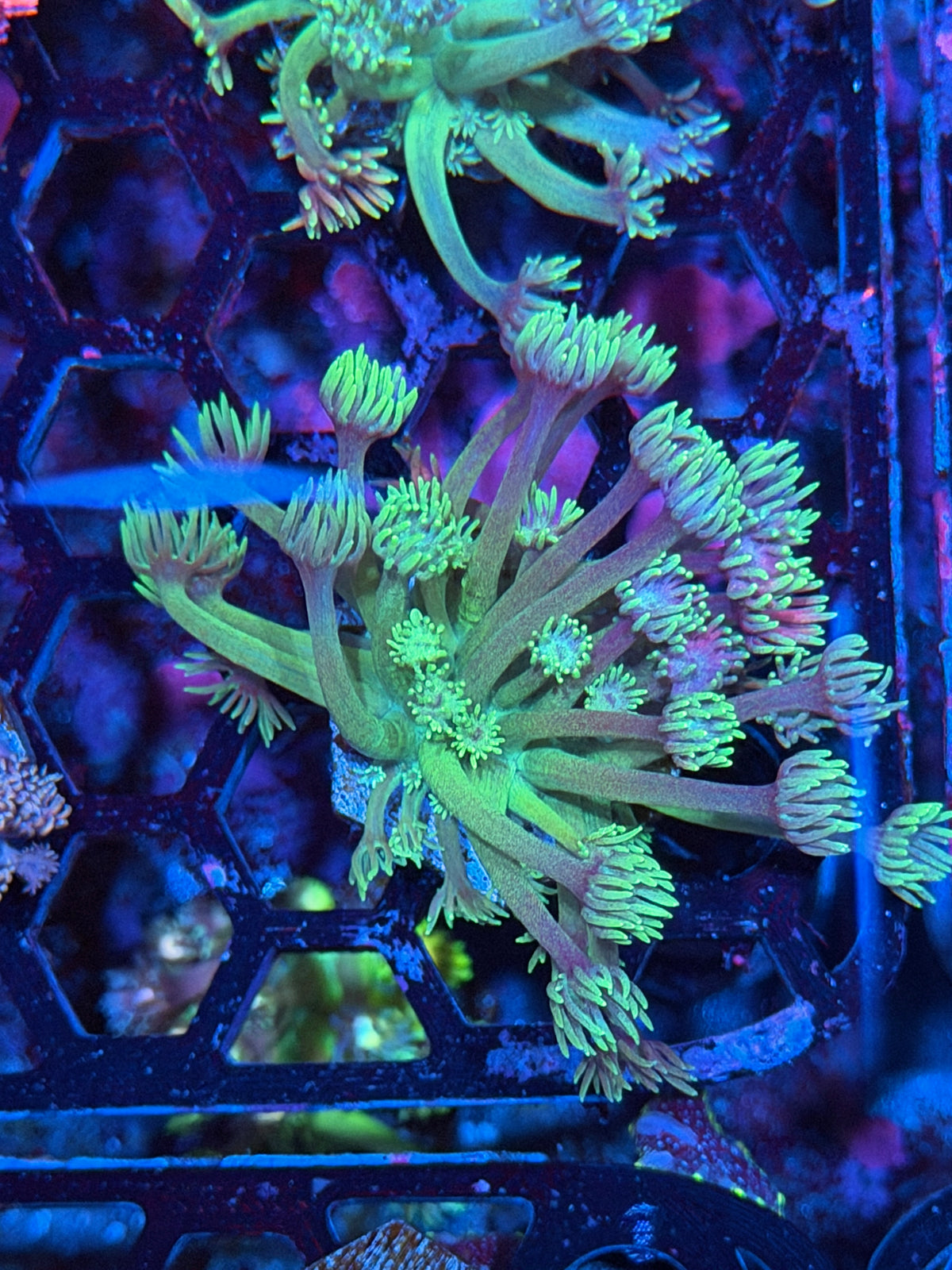 JEA Cosmic Eclipse Goniopora Coral 11/1