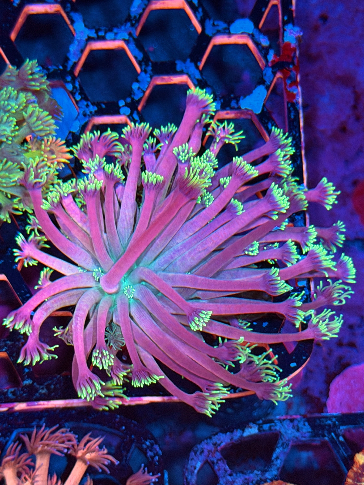 JEA Demon Slayer Goniopora Coral 11/2