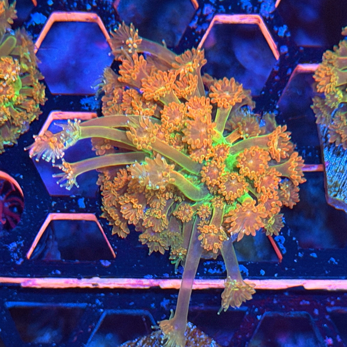 JEA Heatwave Goniopora Coral 11/2