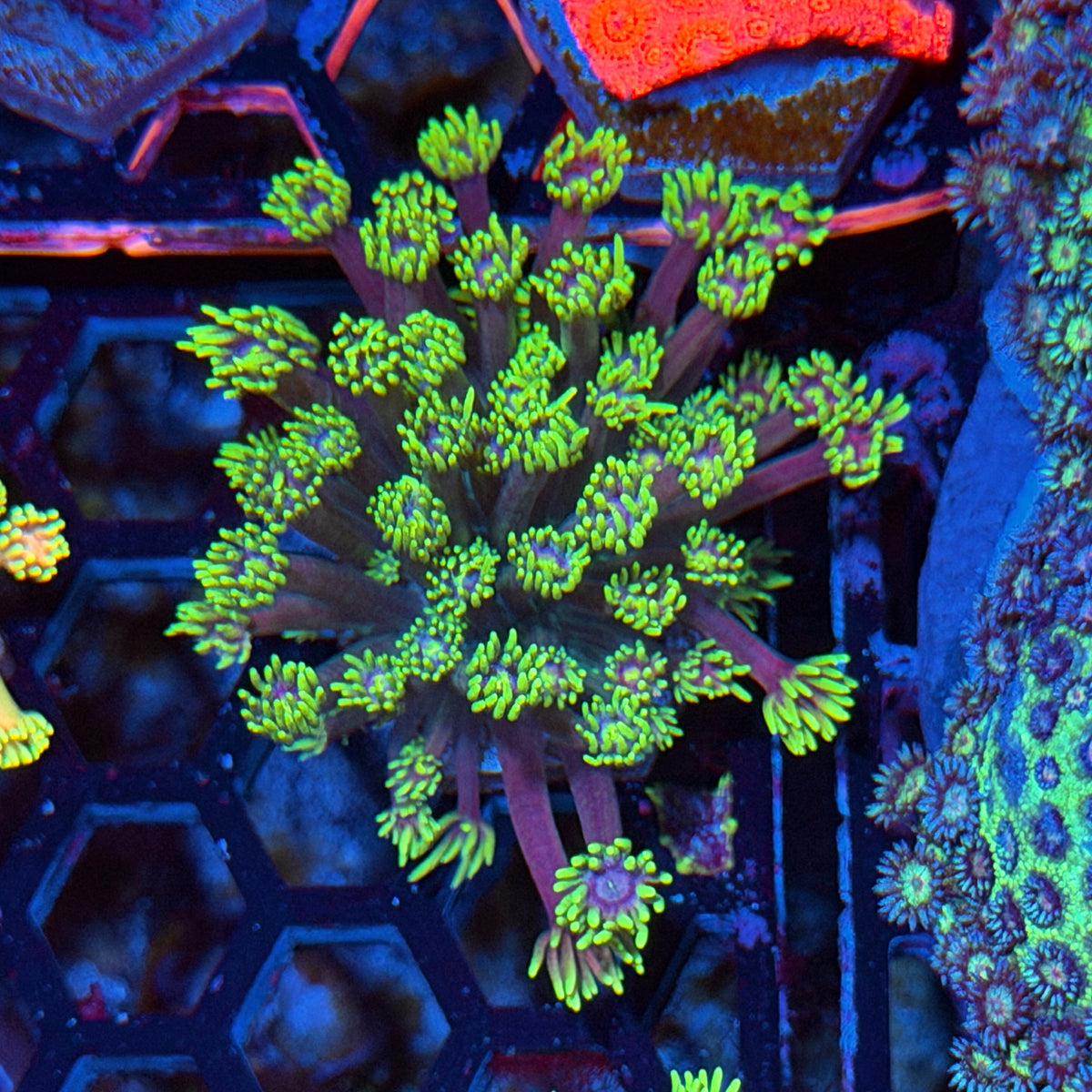 JEA Hollywood Nights Goniopora Coral 11/2