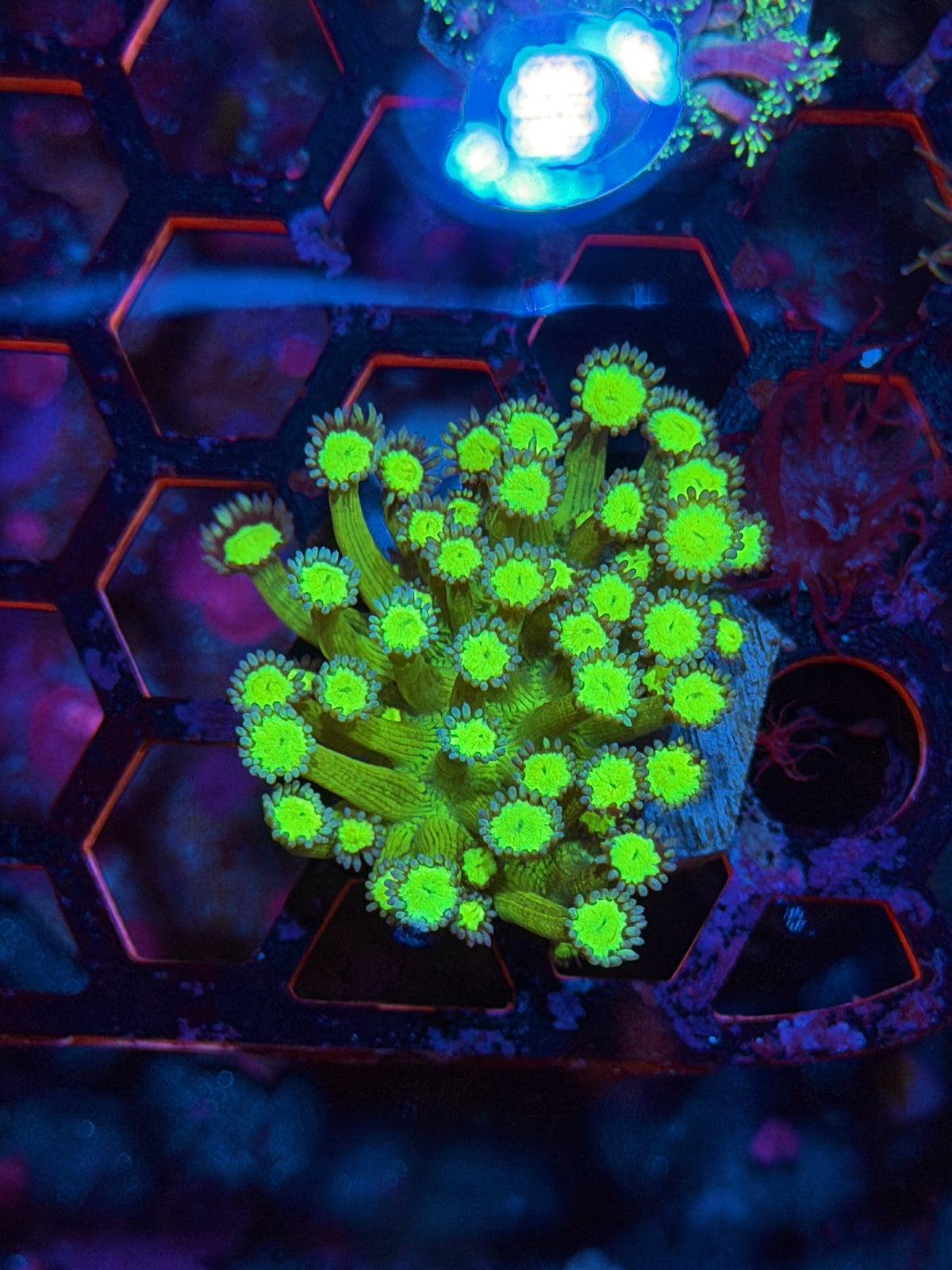 JEA Bioshock Goniopora Coral 11/1