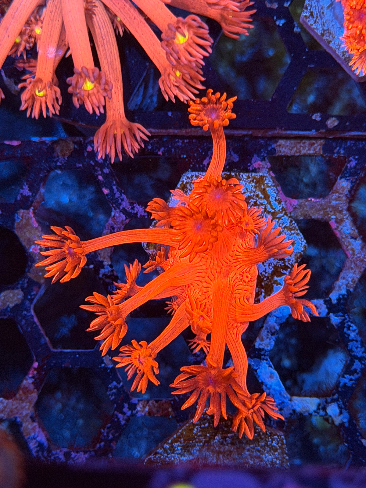 JEA Bloody Mary Goniopora Coral 11/1