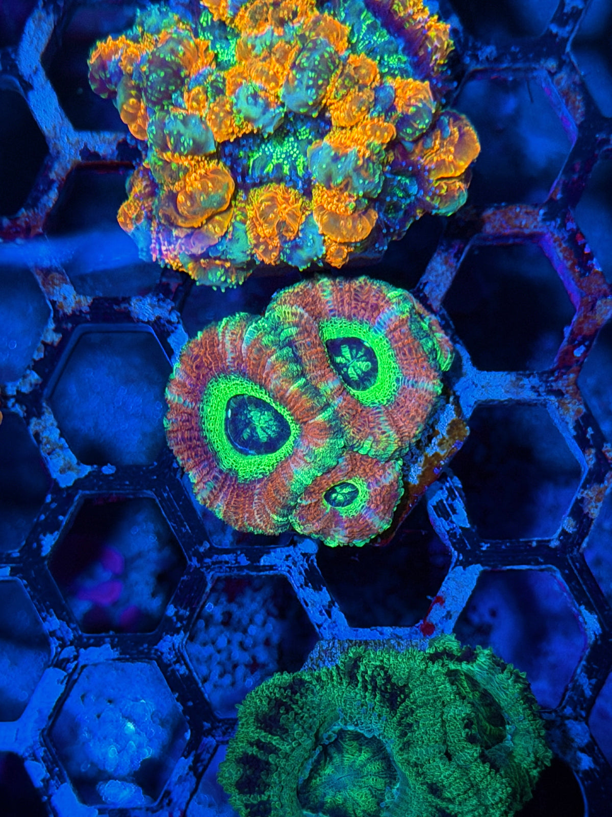 JEA Circus Act Asian Acans 3 Heads 11/2