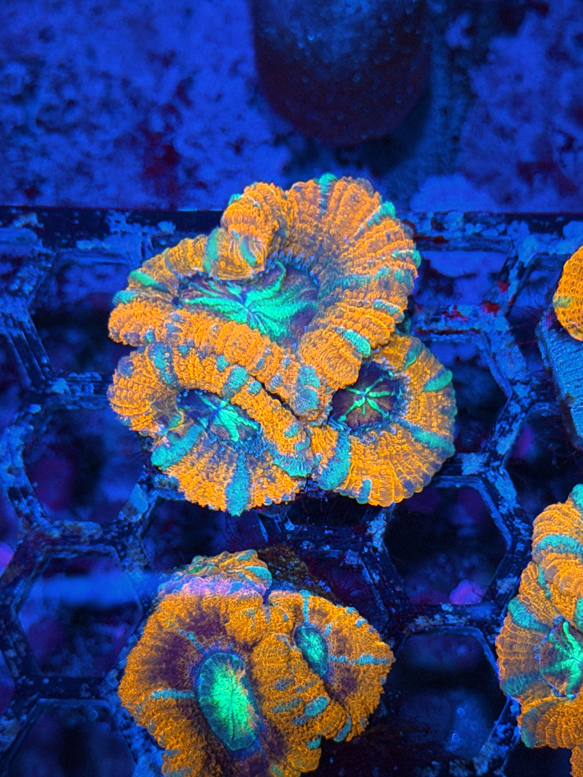 JEA Katana Asian Acans 3 Heads 11/1