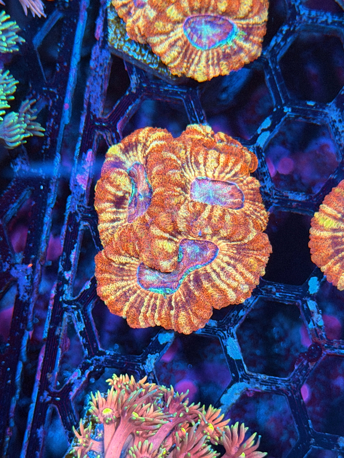 JEA Fruit Stripe Asian Acans 4 Heads XL 11/1
