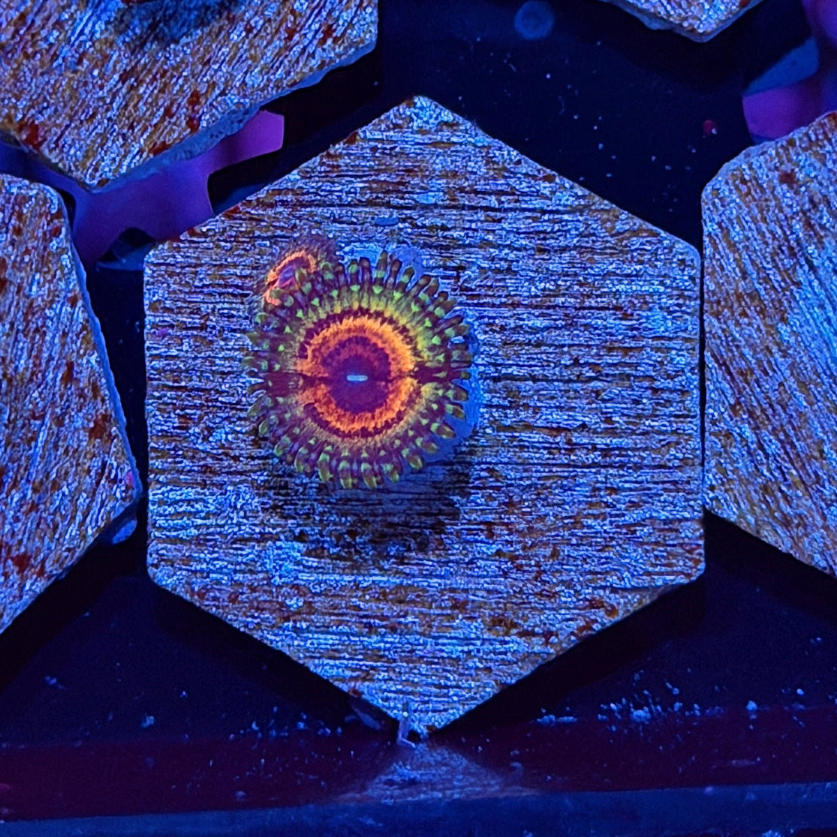 JEA Little Shops Of Horror Zoanthid 2 Polyps 11/2