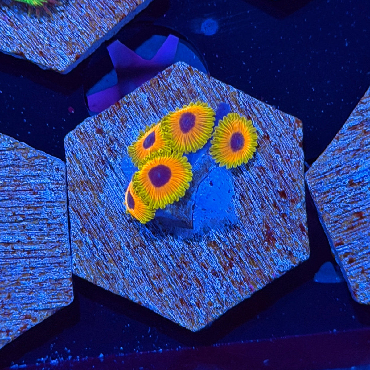 JEA Great Owl Zoanthid Coral 5 Polyps 11/2