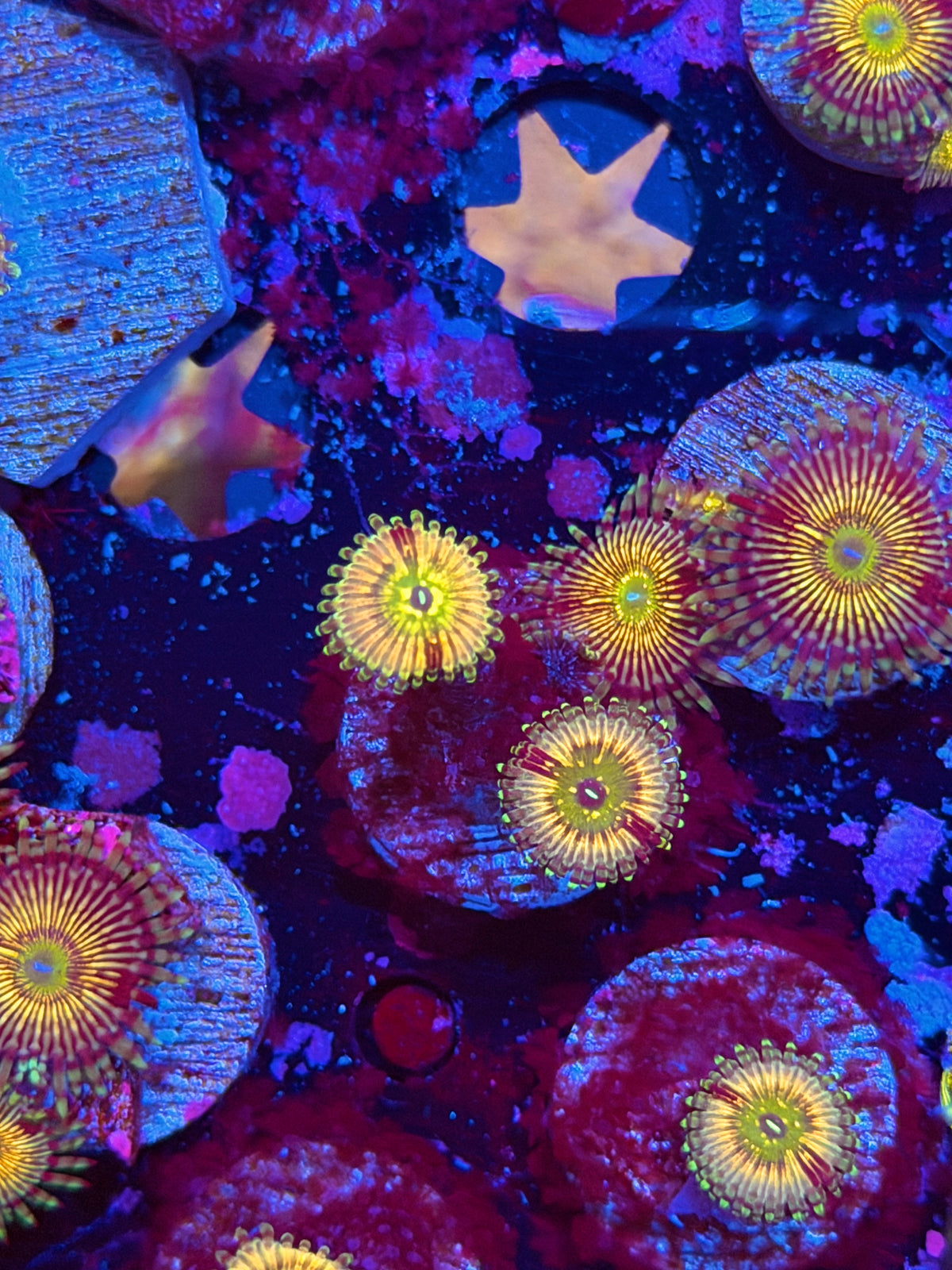 Cali Kid Monsters Inc Zoanthid Coral 2 Polyps 11/2