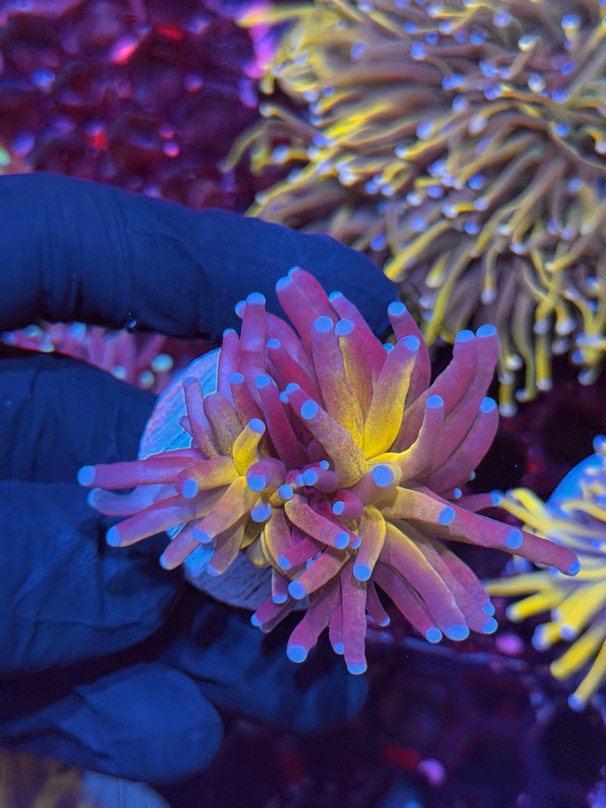 JEA Grafted Orange Tiger Torch Coral 1 XL Head Splitting to 2 11/2