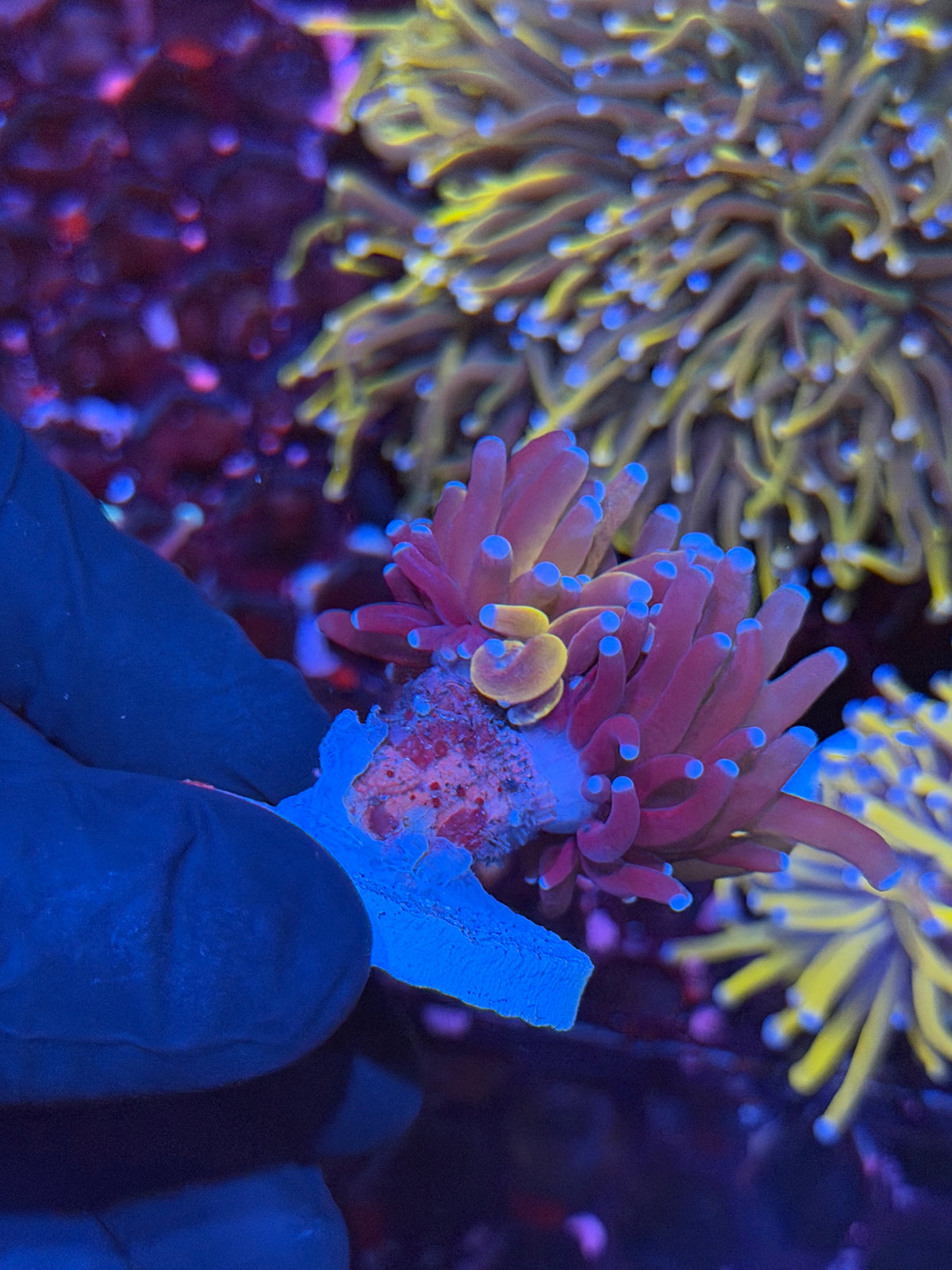 JEA Grafted Orange Tiger Torch Coral 1 XL Head Splitting to 2 11/2