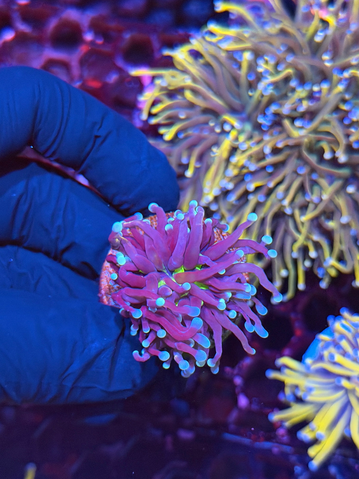 JEA Death Star Grail Torch Coral (Comes From Grafted Grail Colony) 11/1