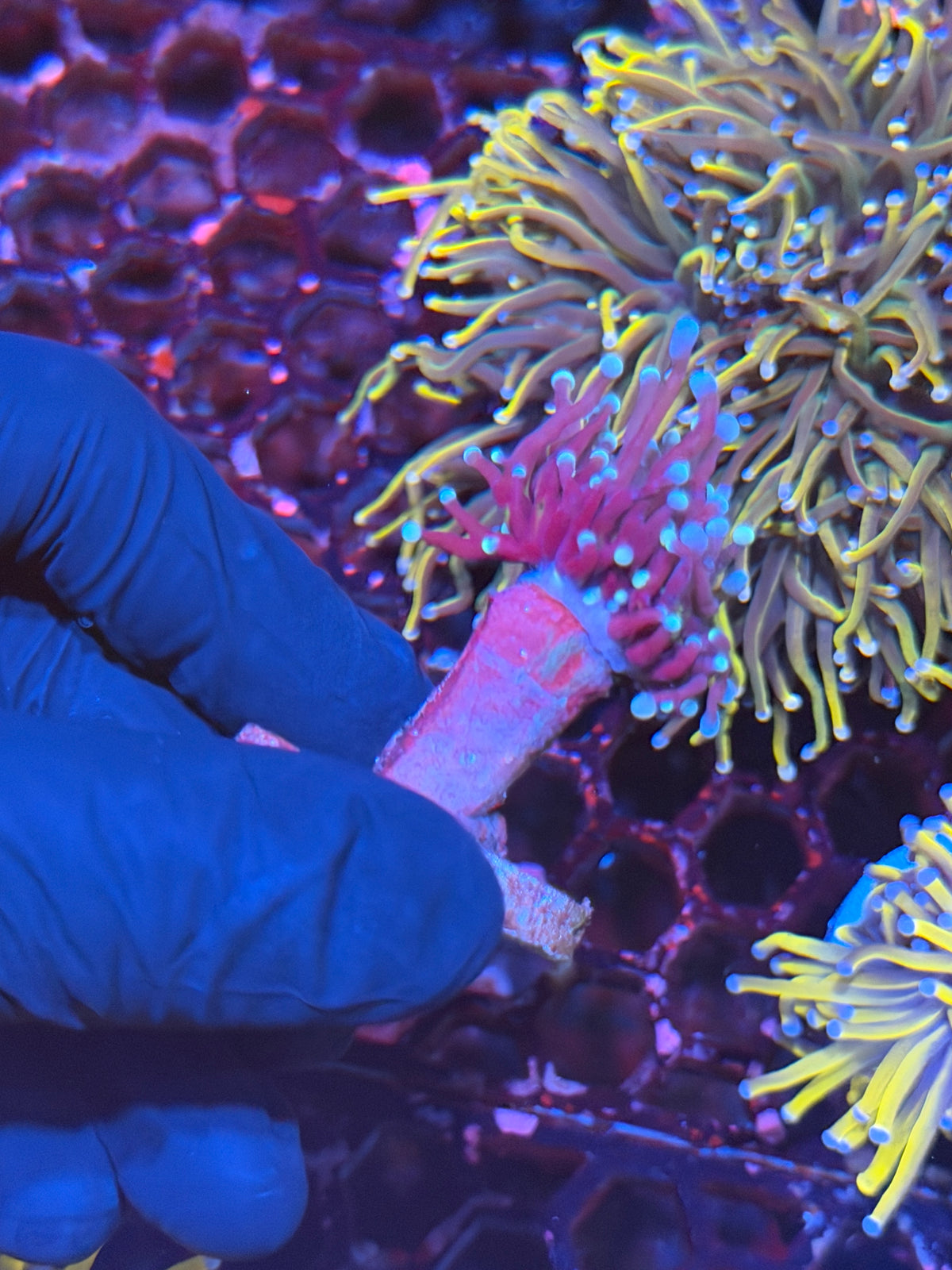 JEA Death Star Grail Torch Coral (Comes From Grafted Grail Colony) 11/1