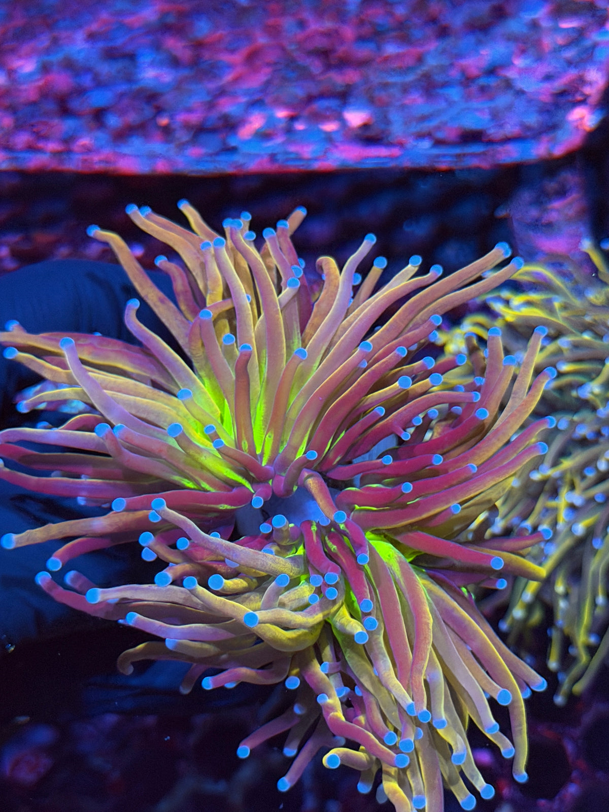 JEA Dragon God Torch Coral 2 Heads XXL Collectors Piece 11/2