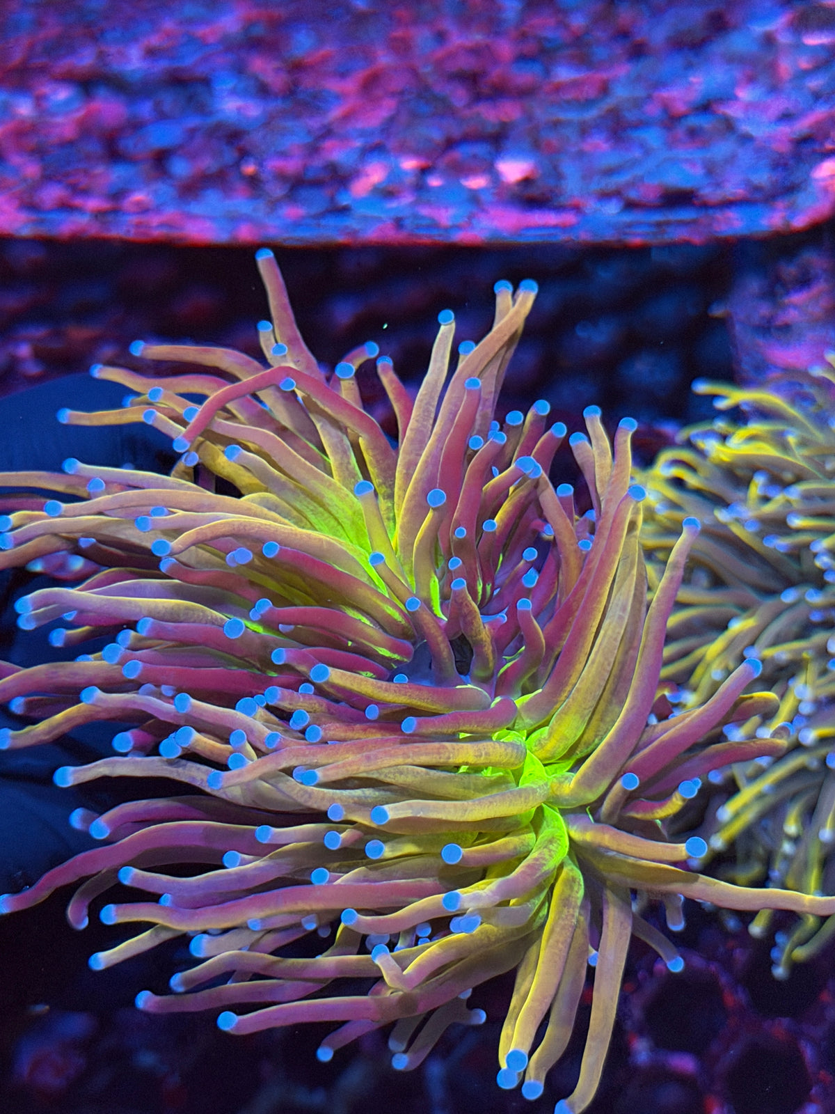 JEA Dragon God Torch Coral 2 Heads XXL Collectors Piece 11/2